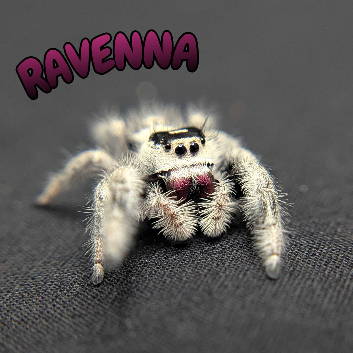 Regal Jumping Spider “Ravenna”