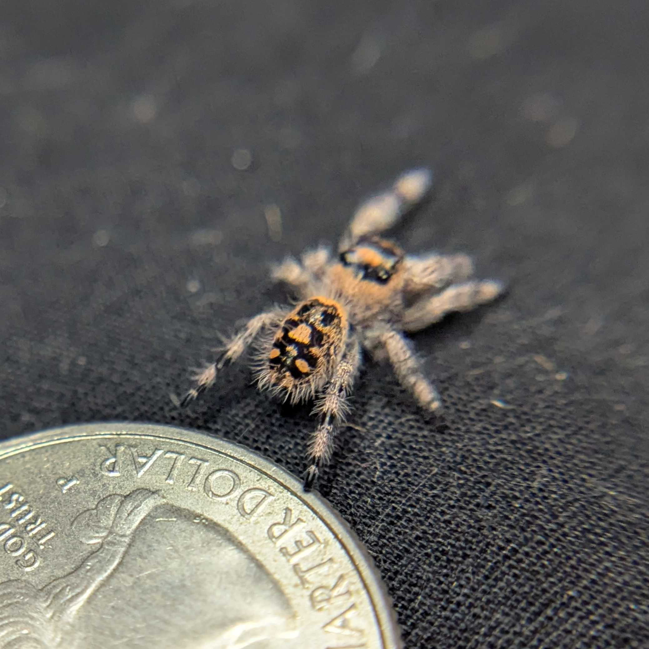 Regal Jumping Spider "Green Apple"