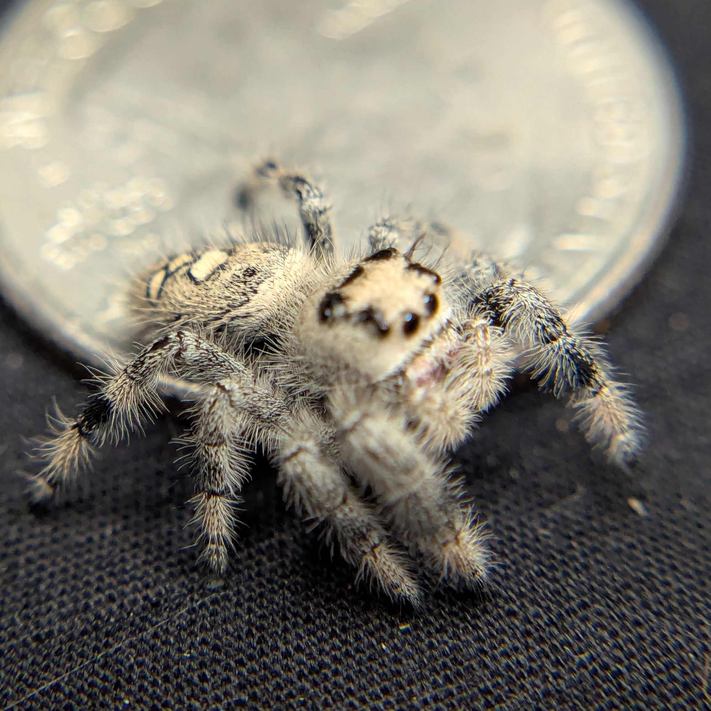 Regal Jumping Spider "Cello"