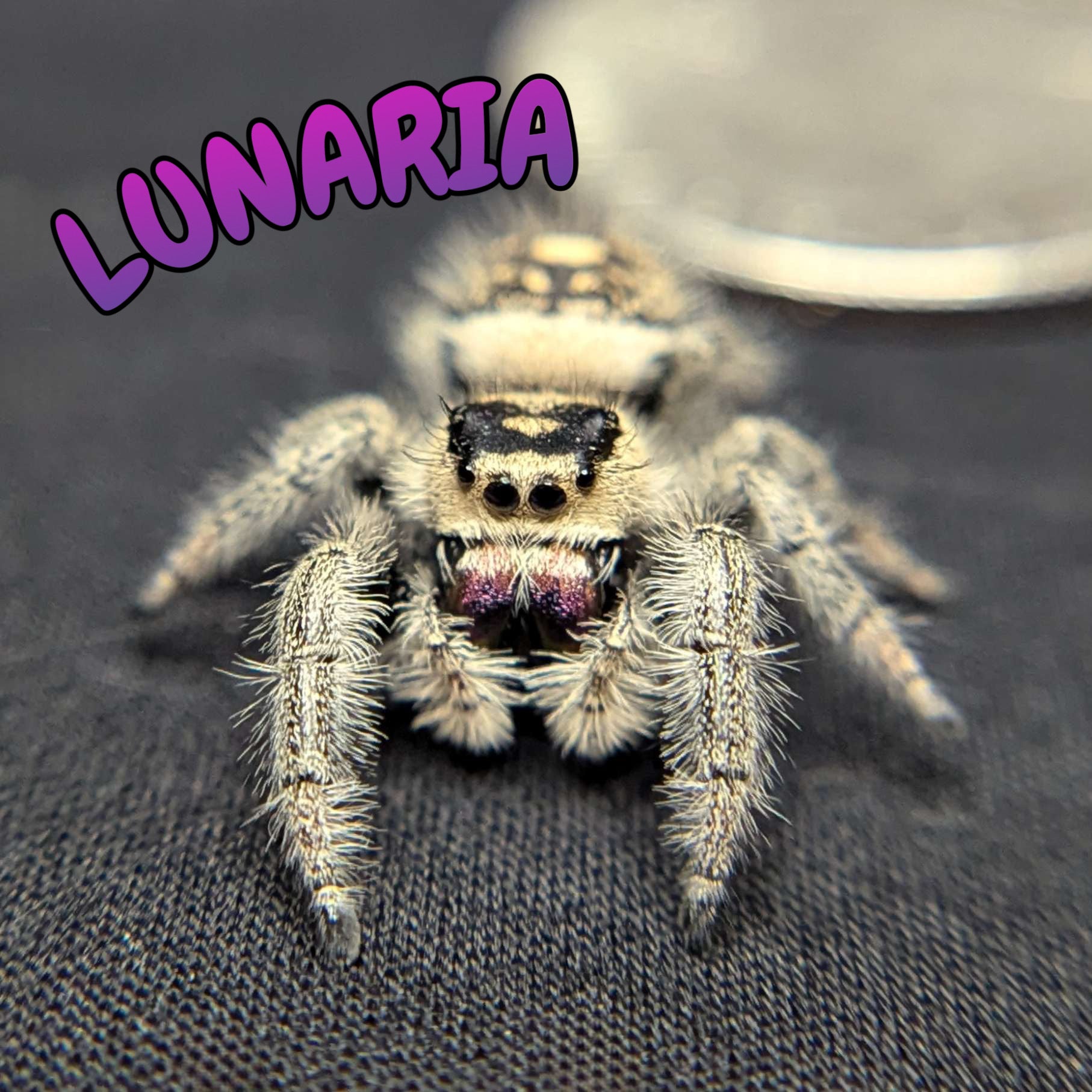 Female Regal Jumping Spider Lunaria