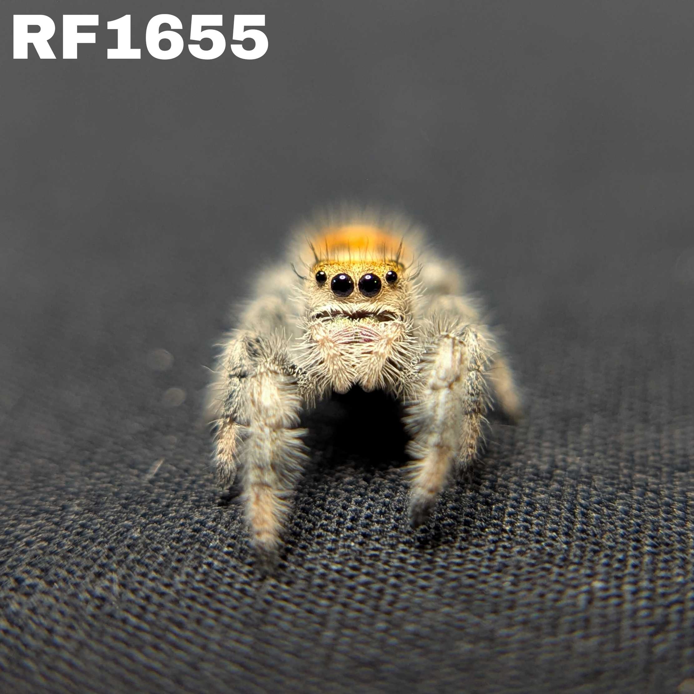 Regal Jumping Spider "Pumpkin Pie"