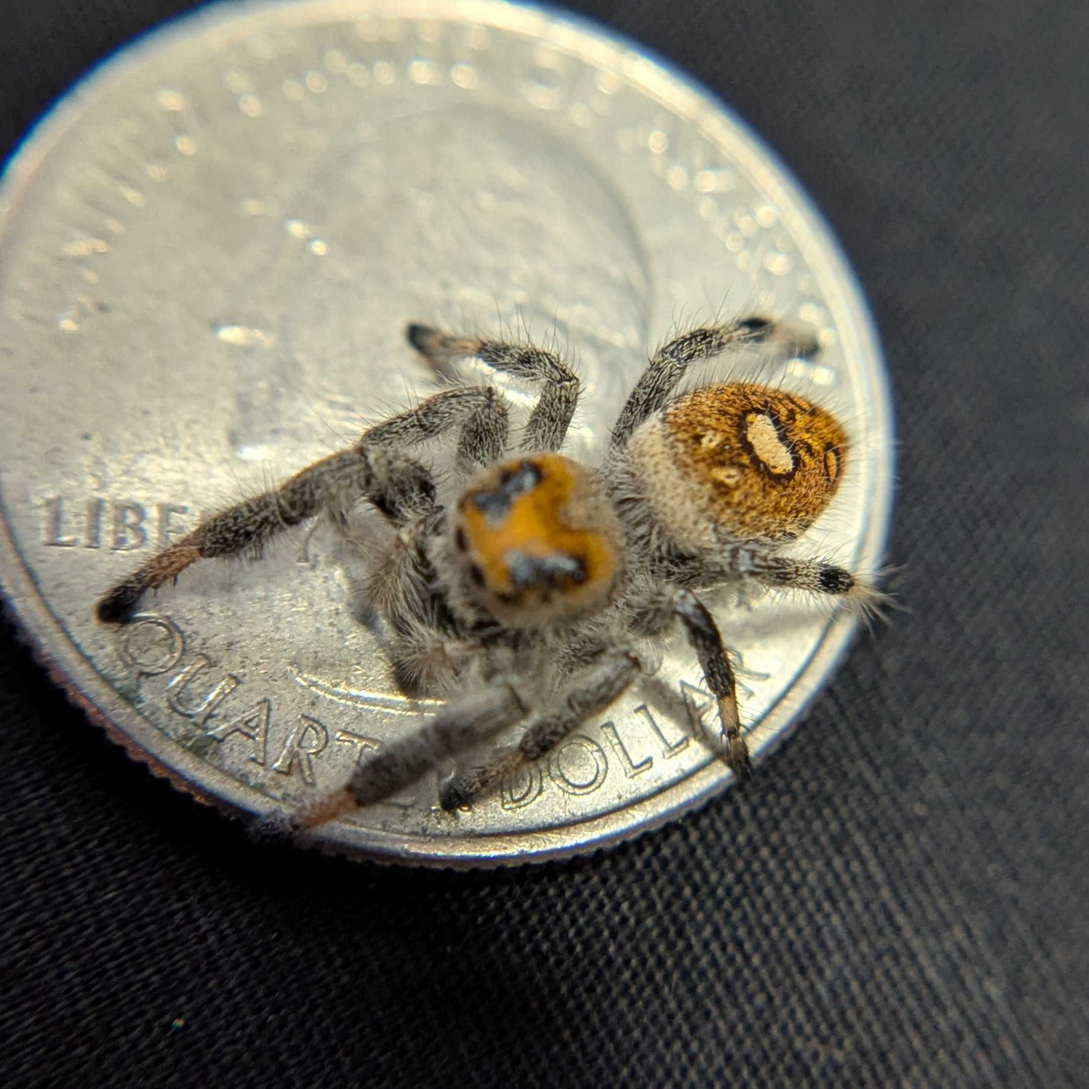 Regal Jumping Spider “Blackberry Pie”