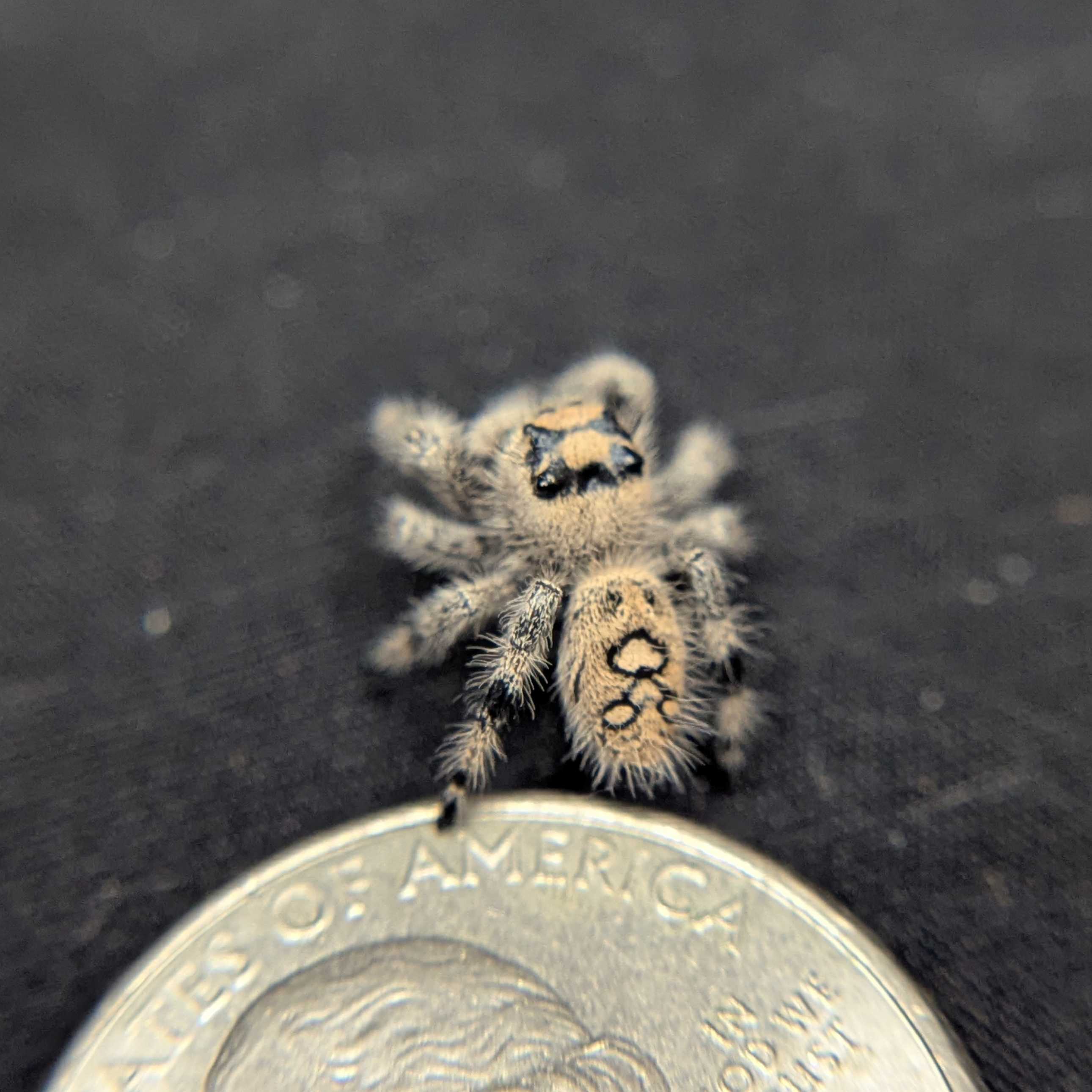Regal Jumping Spider "Ginger"