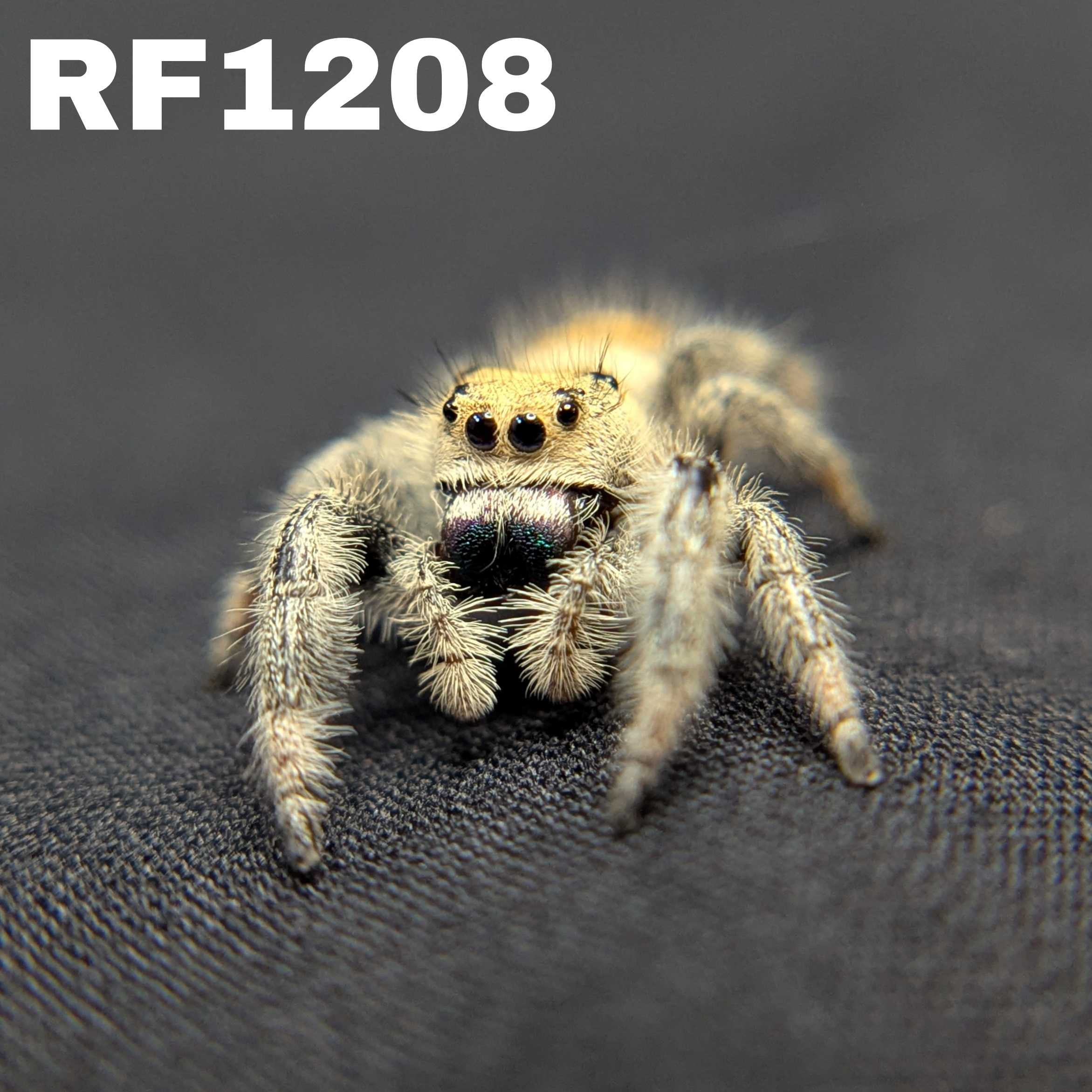 Regal Jumping Spider “Blue Dream”