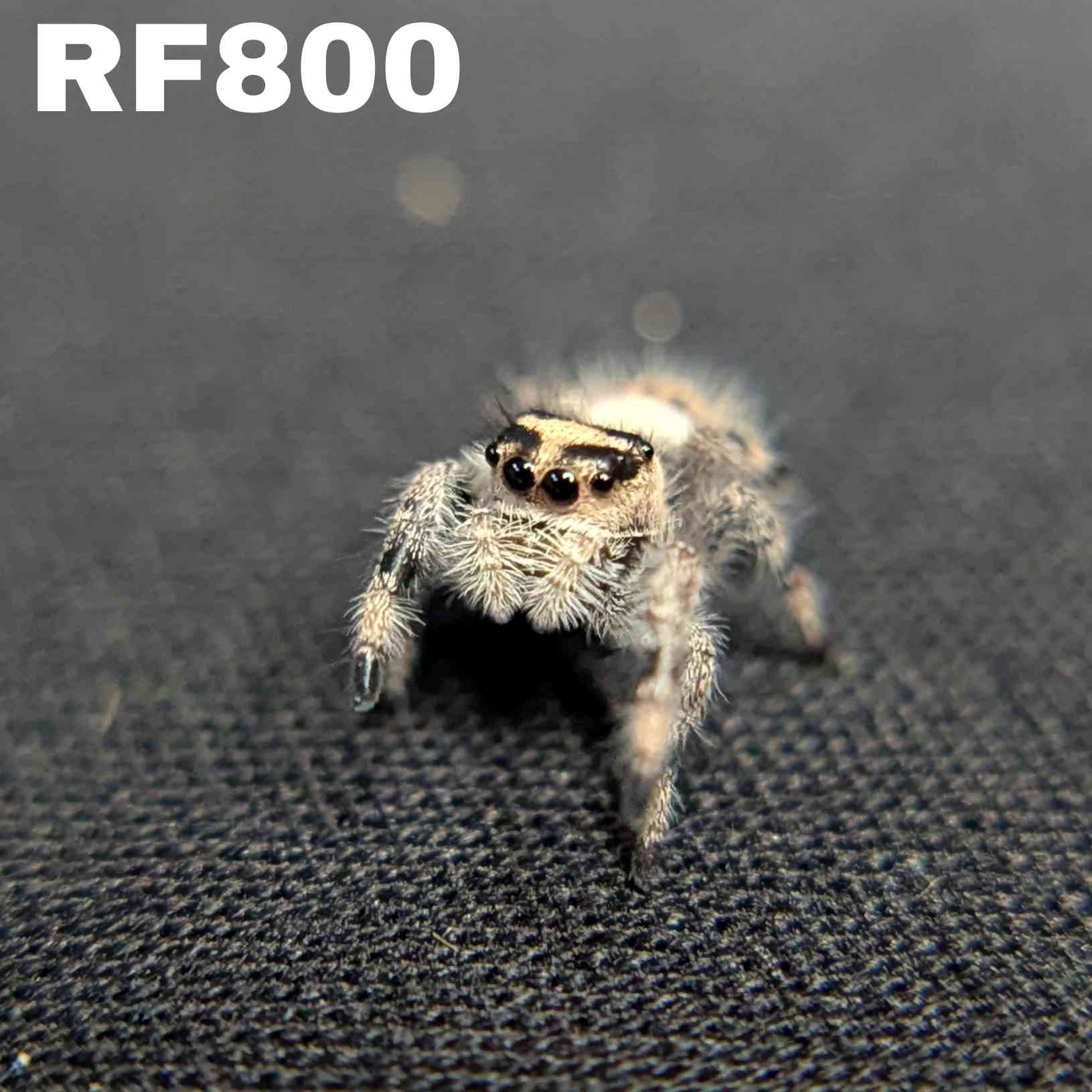 Regal Jumping Spider "Gentle"