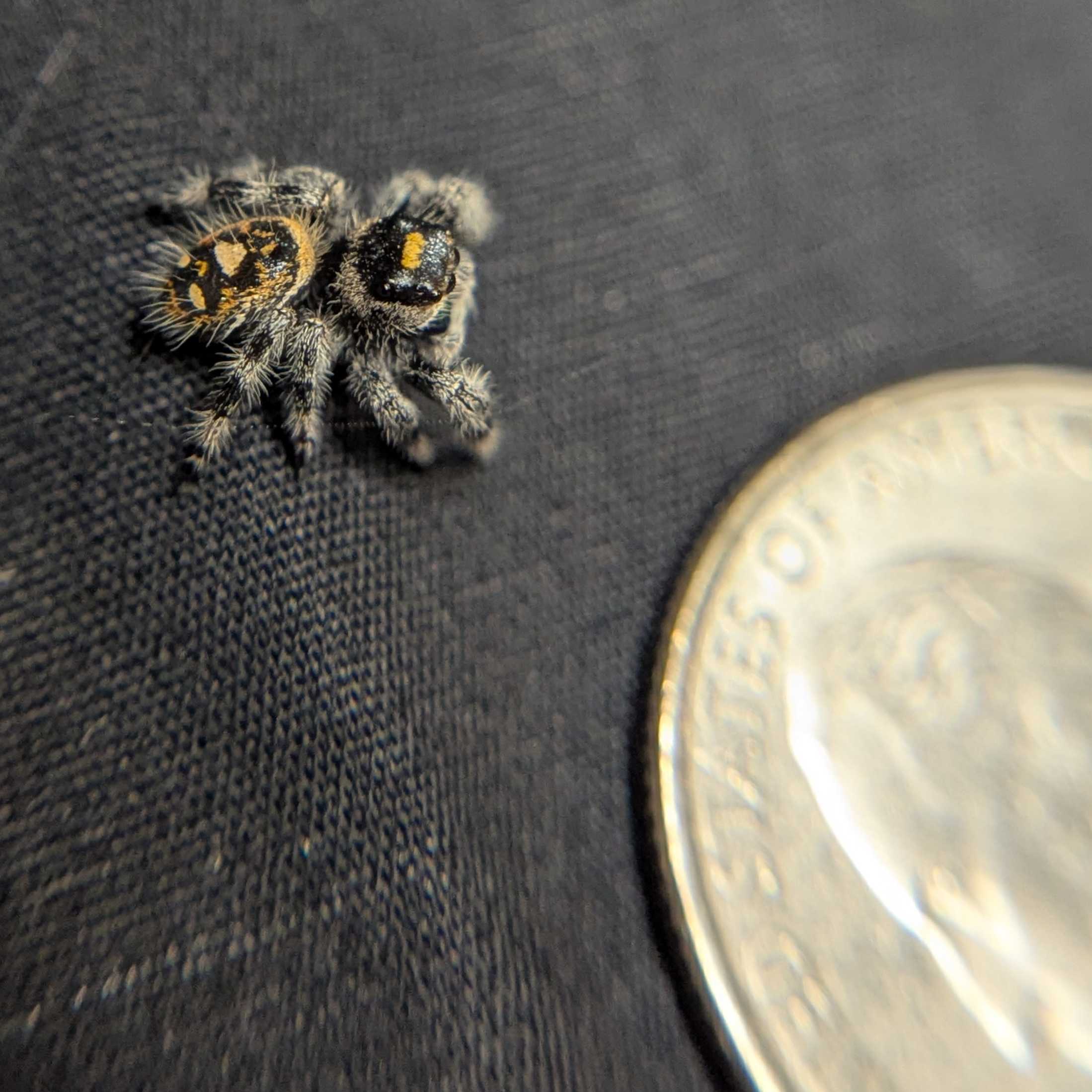 Regal Jumping Spider "Smoothie"