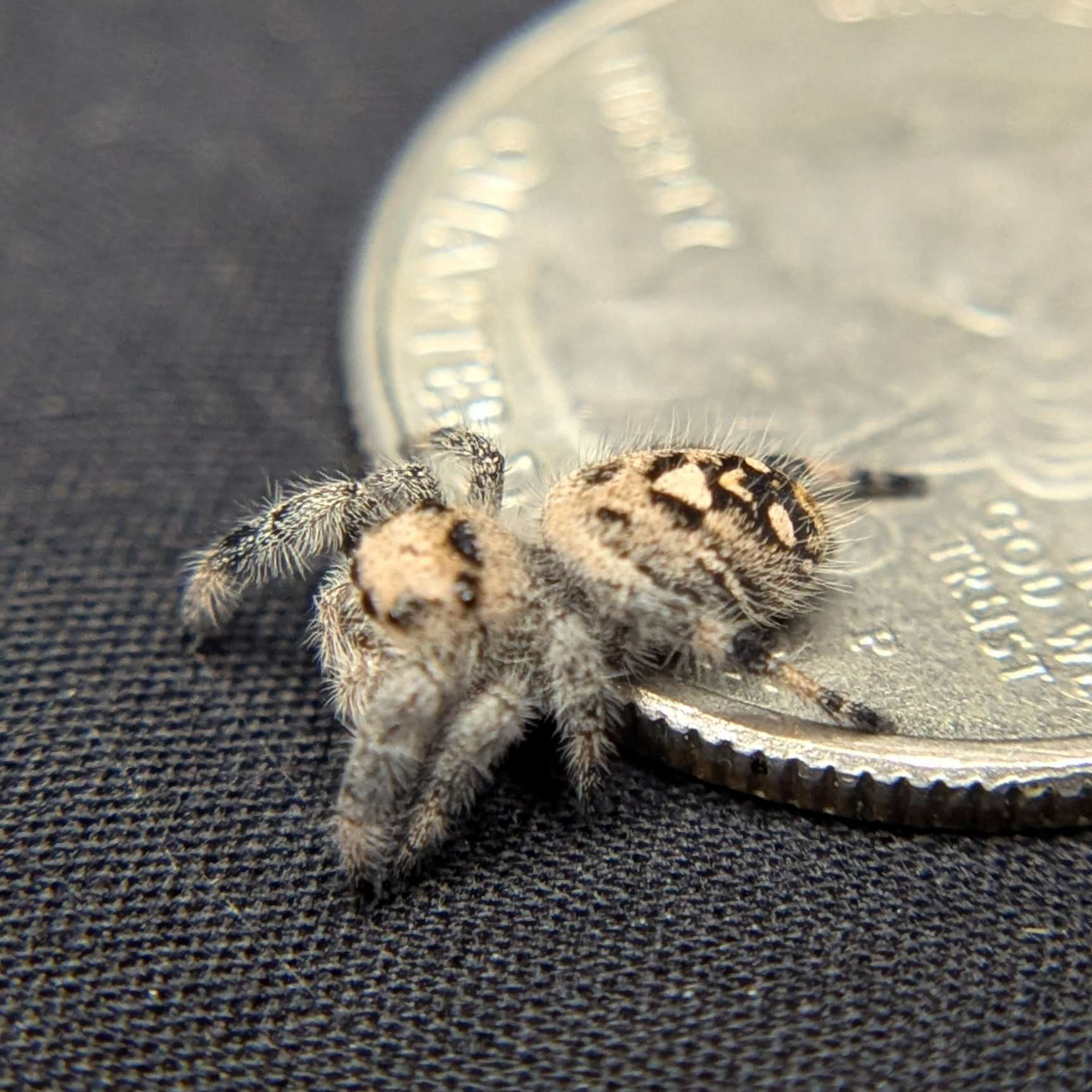 Regal Jumping Spider "Sandstorm"