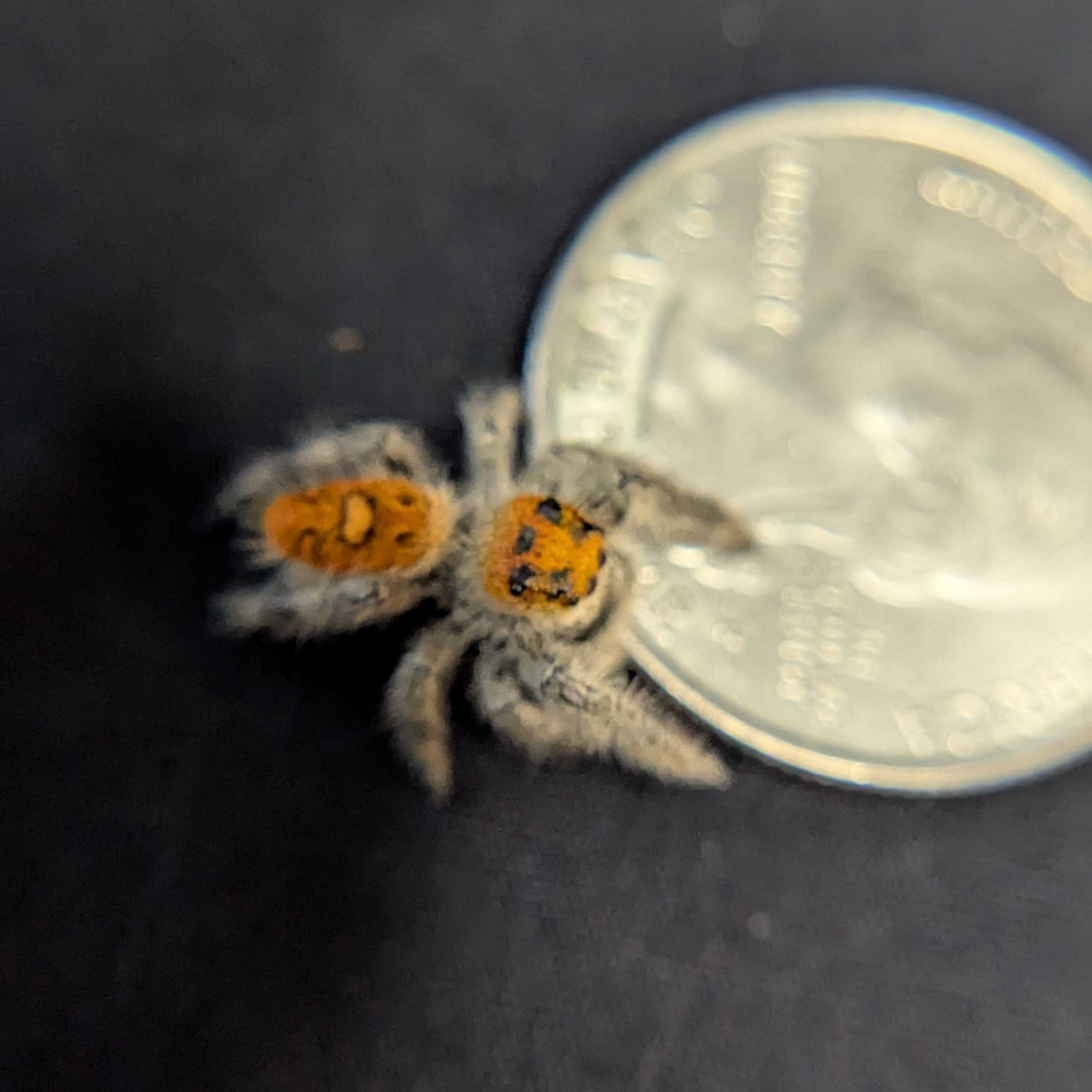 Regal Jumping Spider "Cherry Blossom"