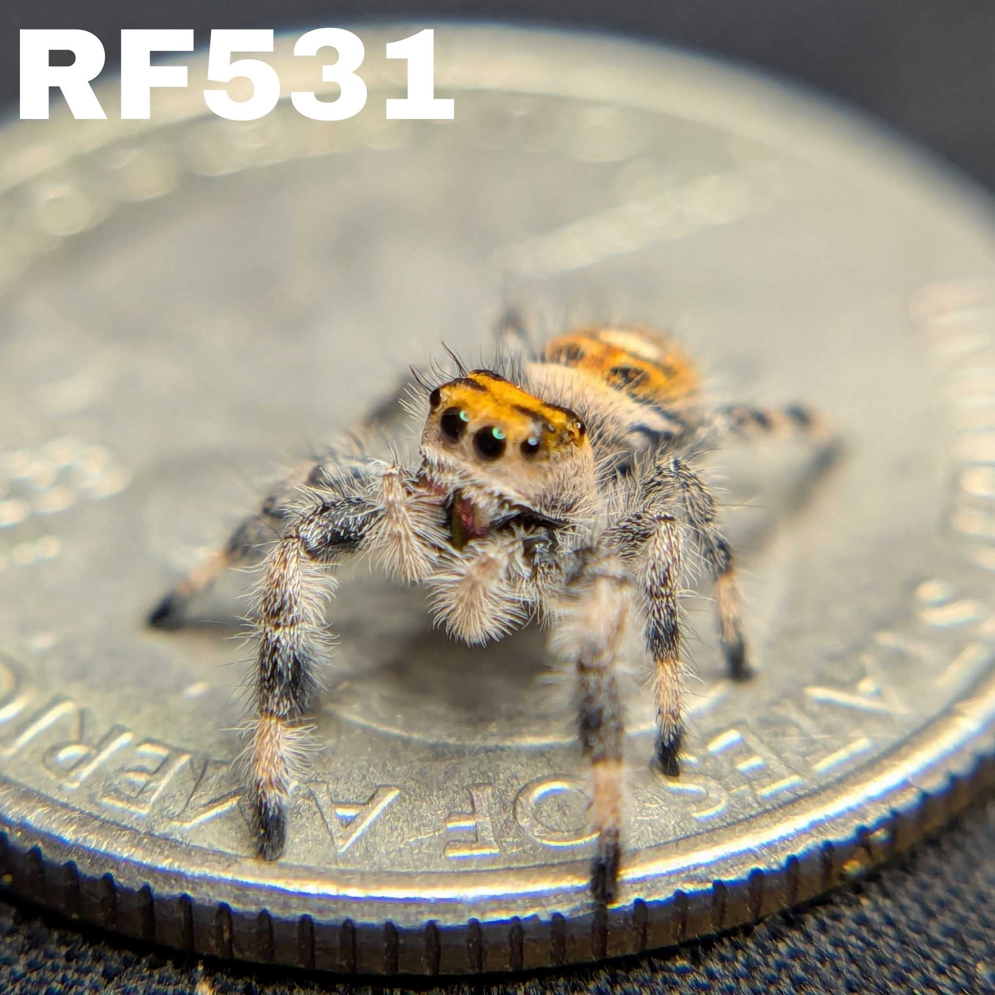Regal Jumping Spider "Flare"