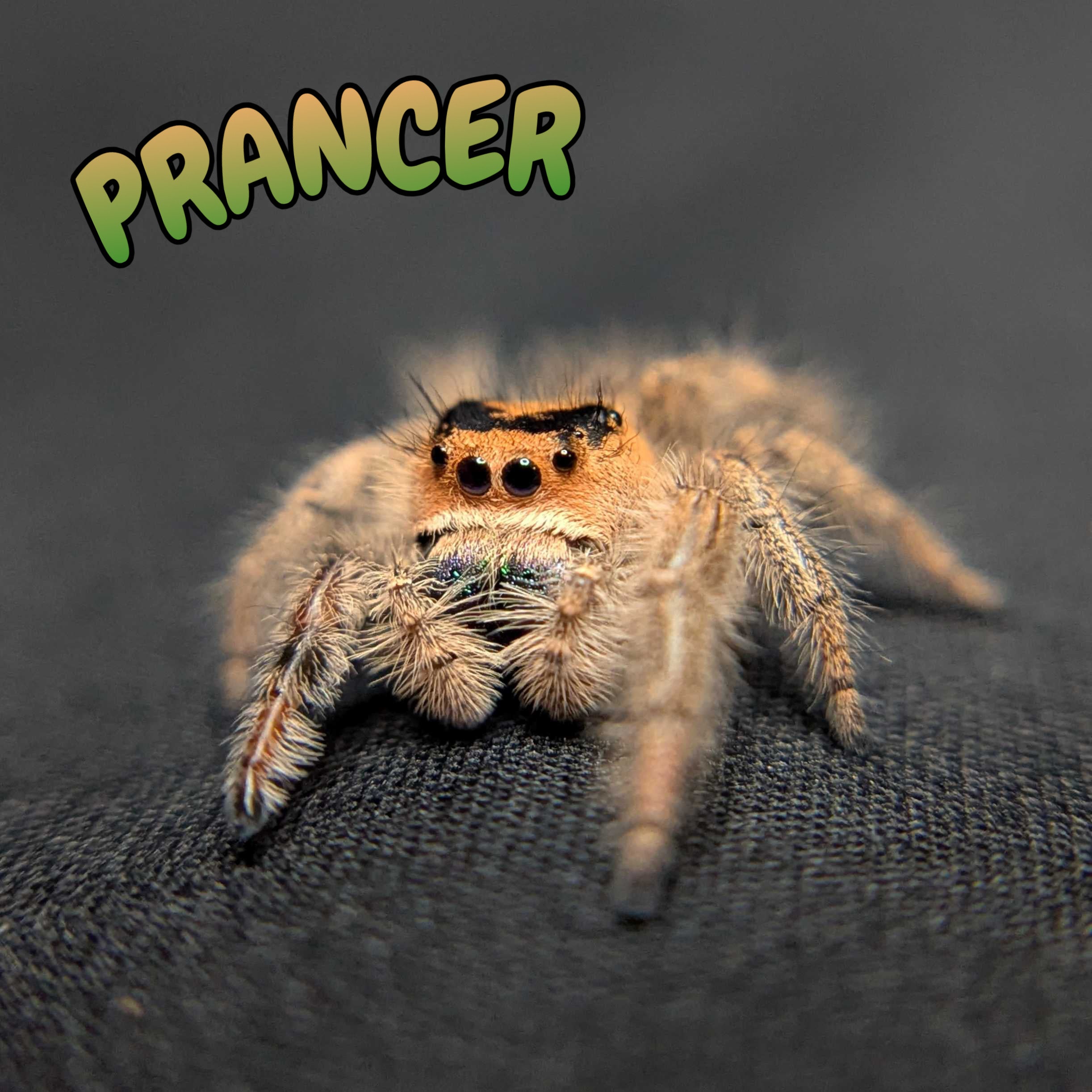 Regal Jumping Spider “Prancer”