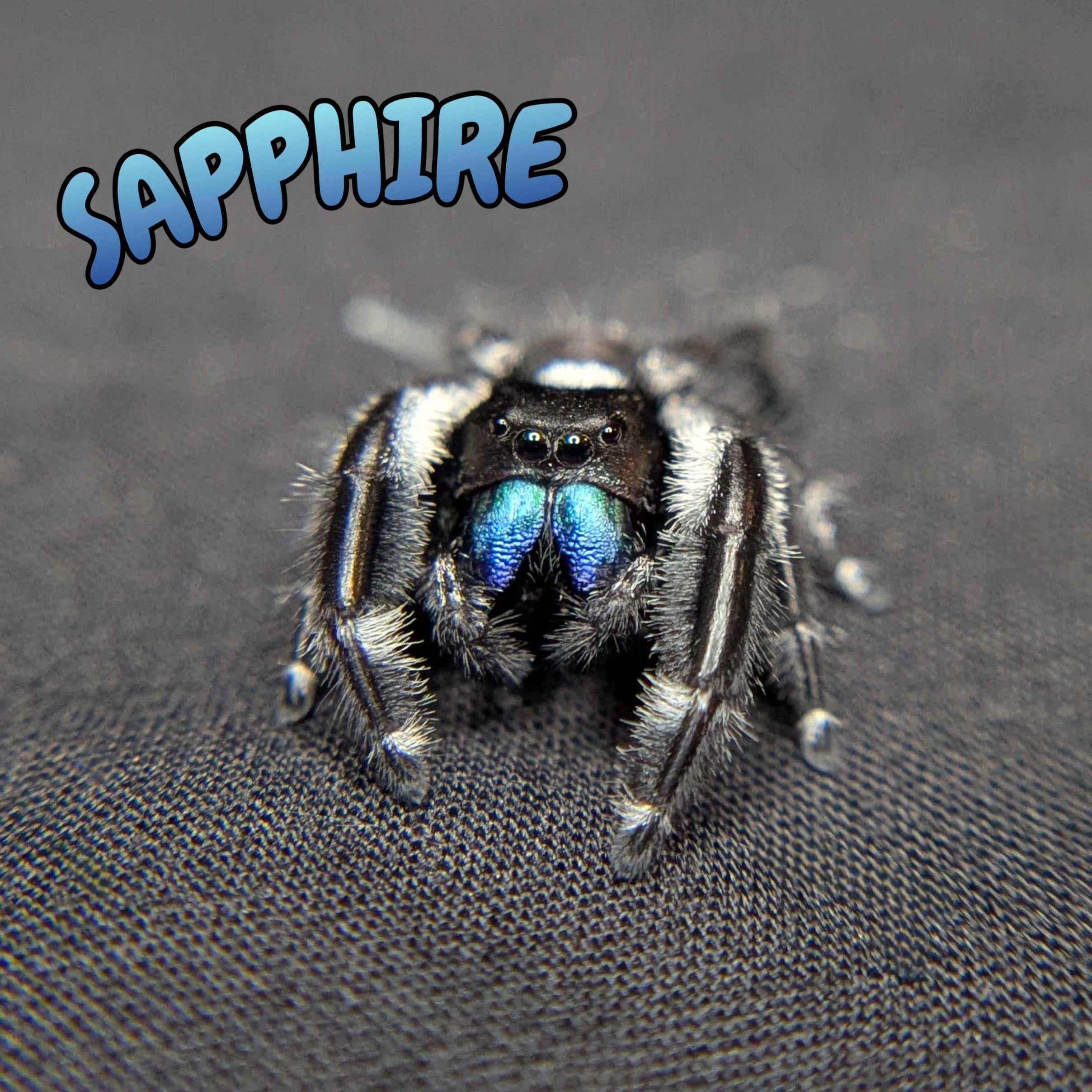 Regal Jumping Spider "Sapphire" (Rare)