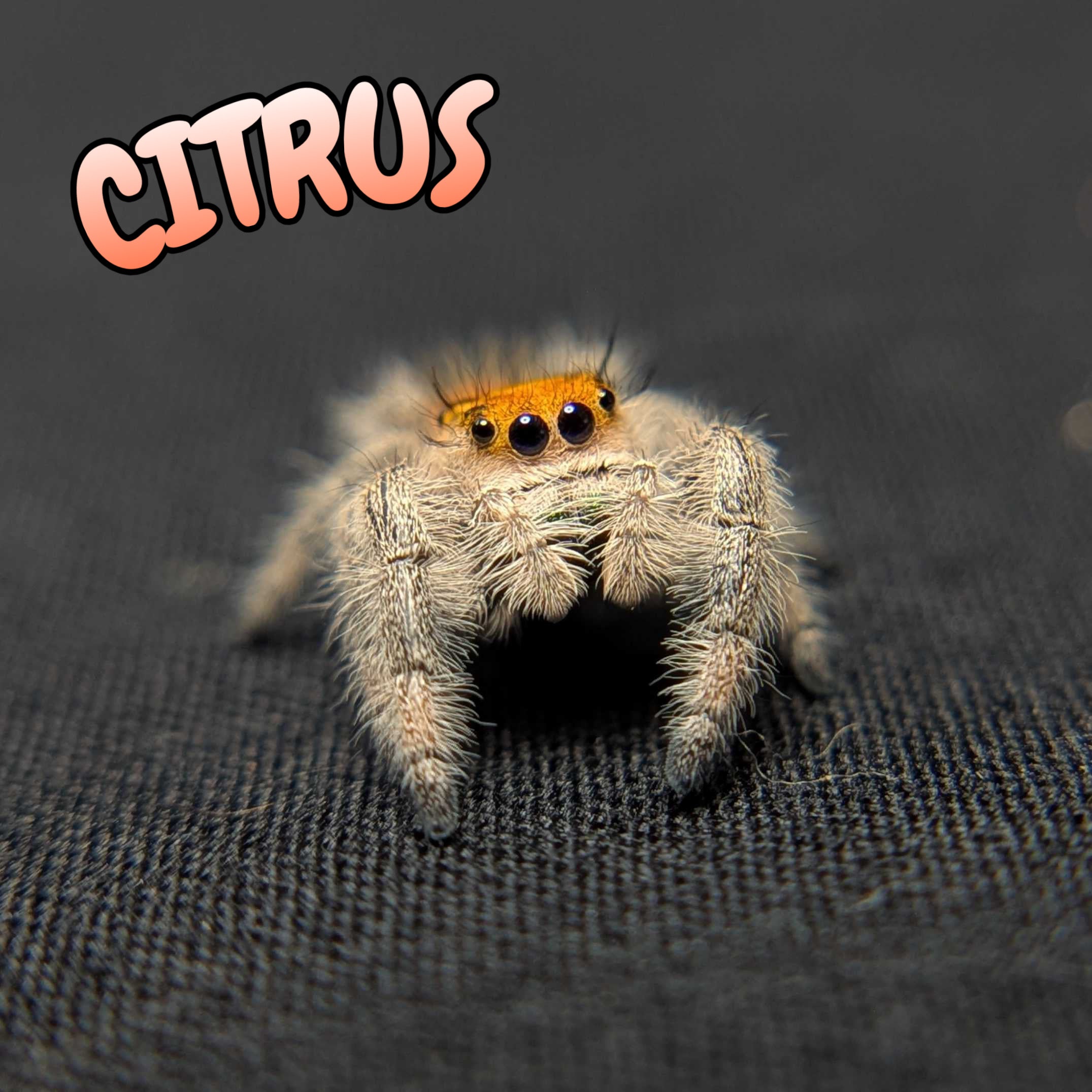 Regal Jumping Spider "Citrus"