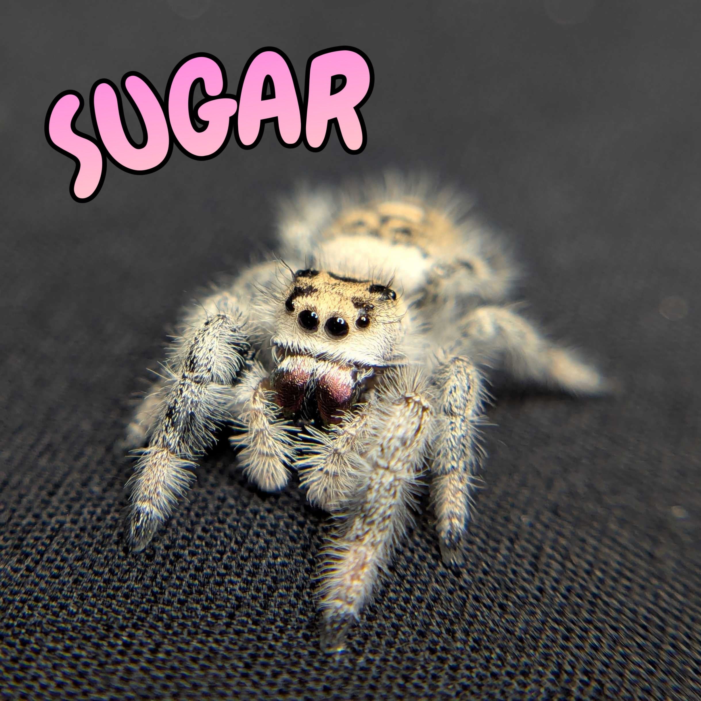 Regal Jumping Spider "Sugar"