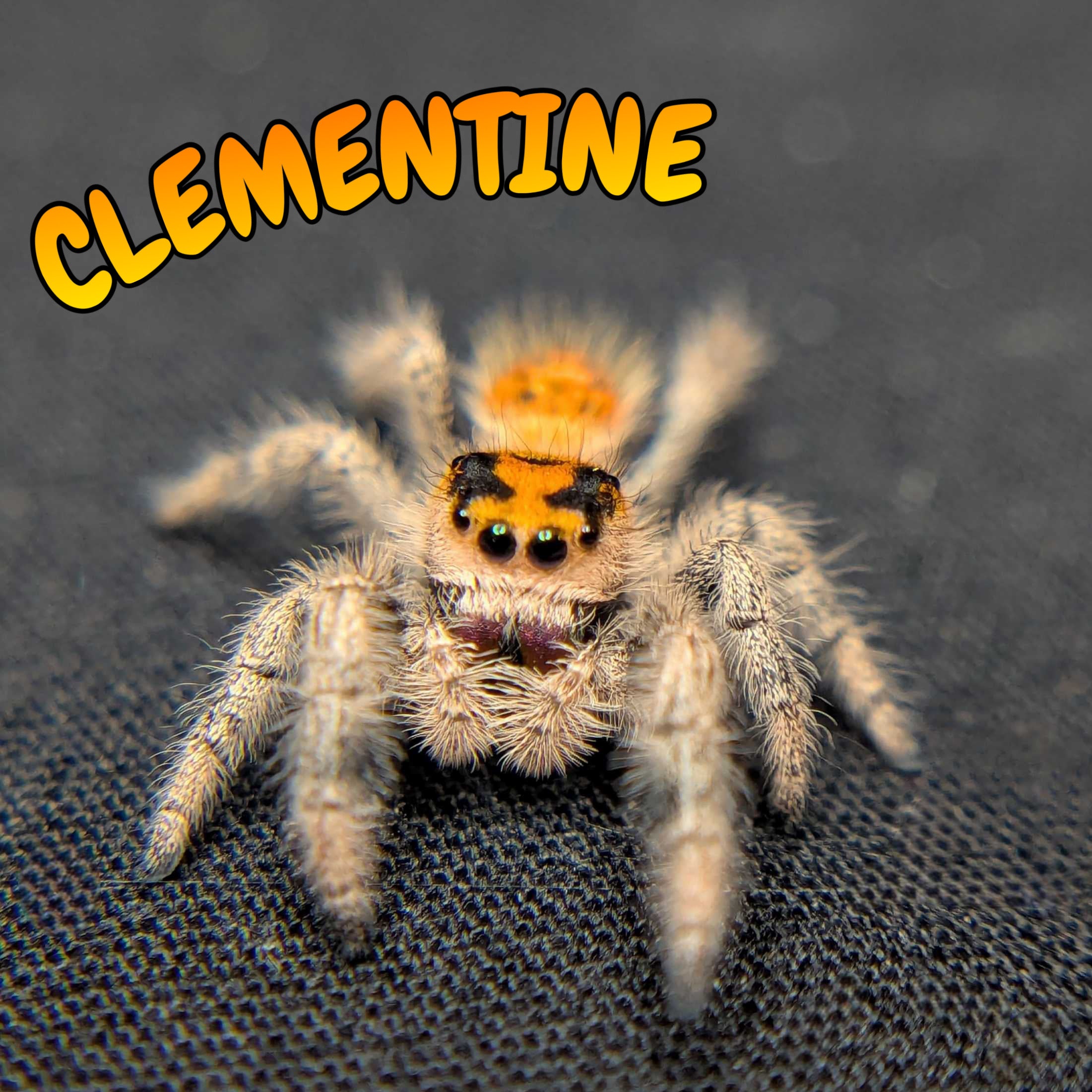 Regal Jumping Spider "Clementine"