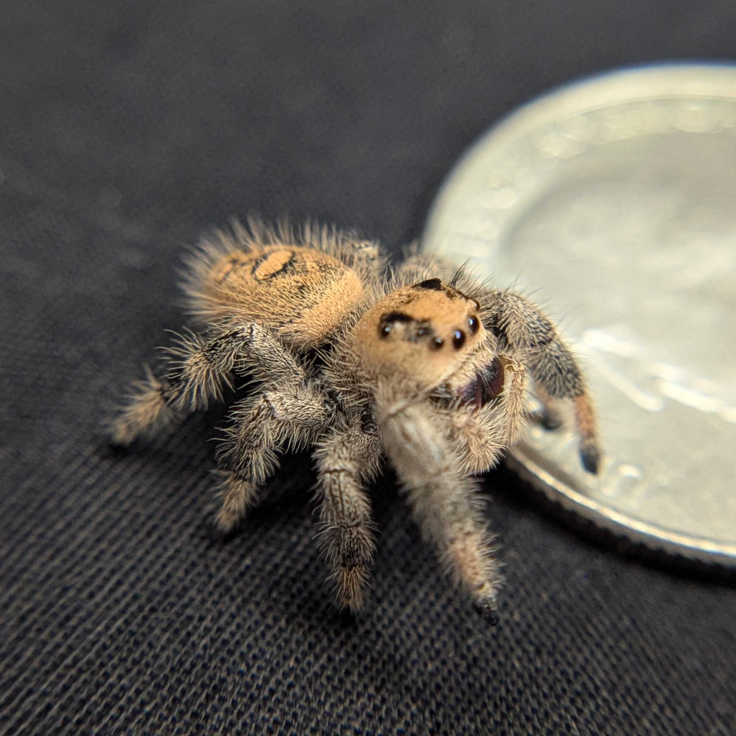 Regal Jumping Spider "Sahara"