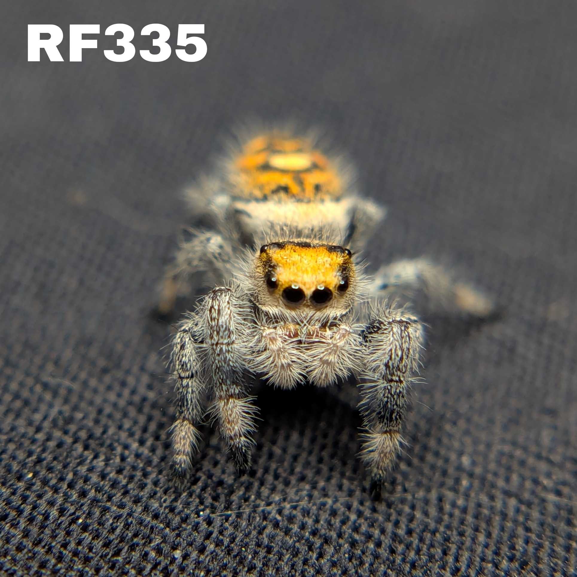 Regal Jumping Spider "Jelly Bean"
