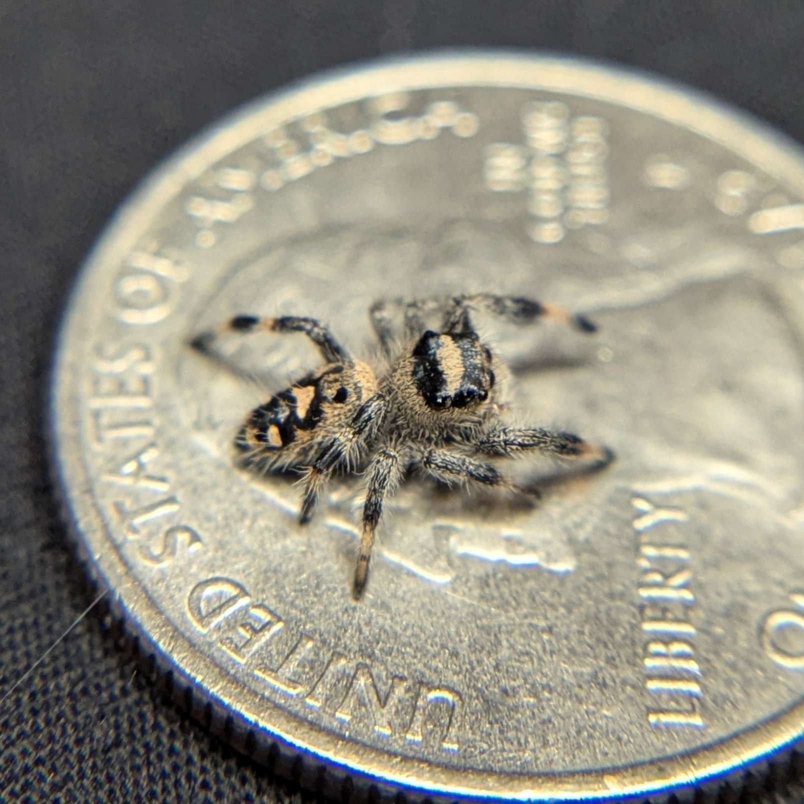 Regal Jumping Spider “Pudding”