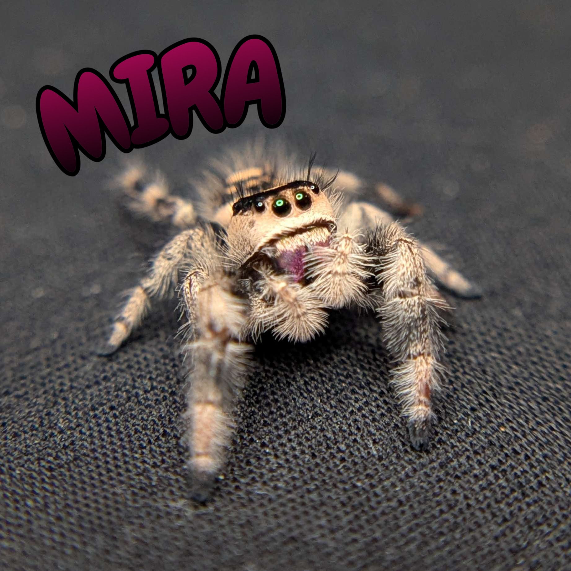 Regal Jumping Spider "Mira"