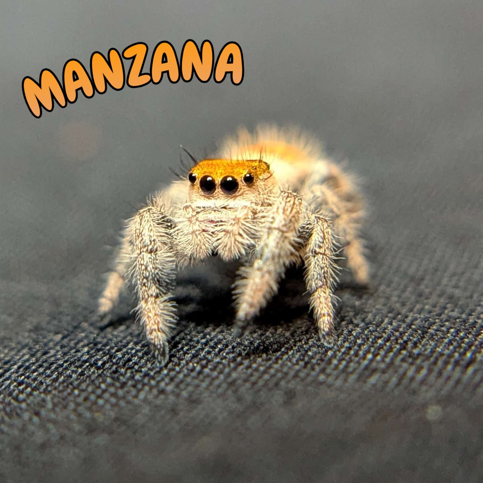 Regal Jumping Spider "Manzana"