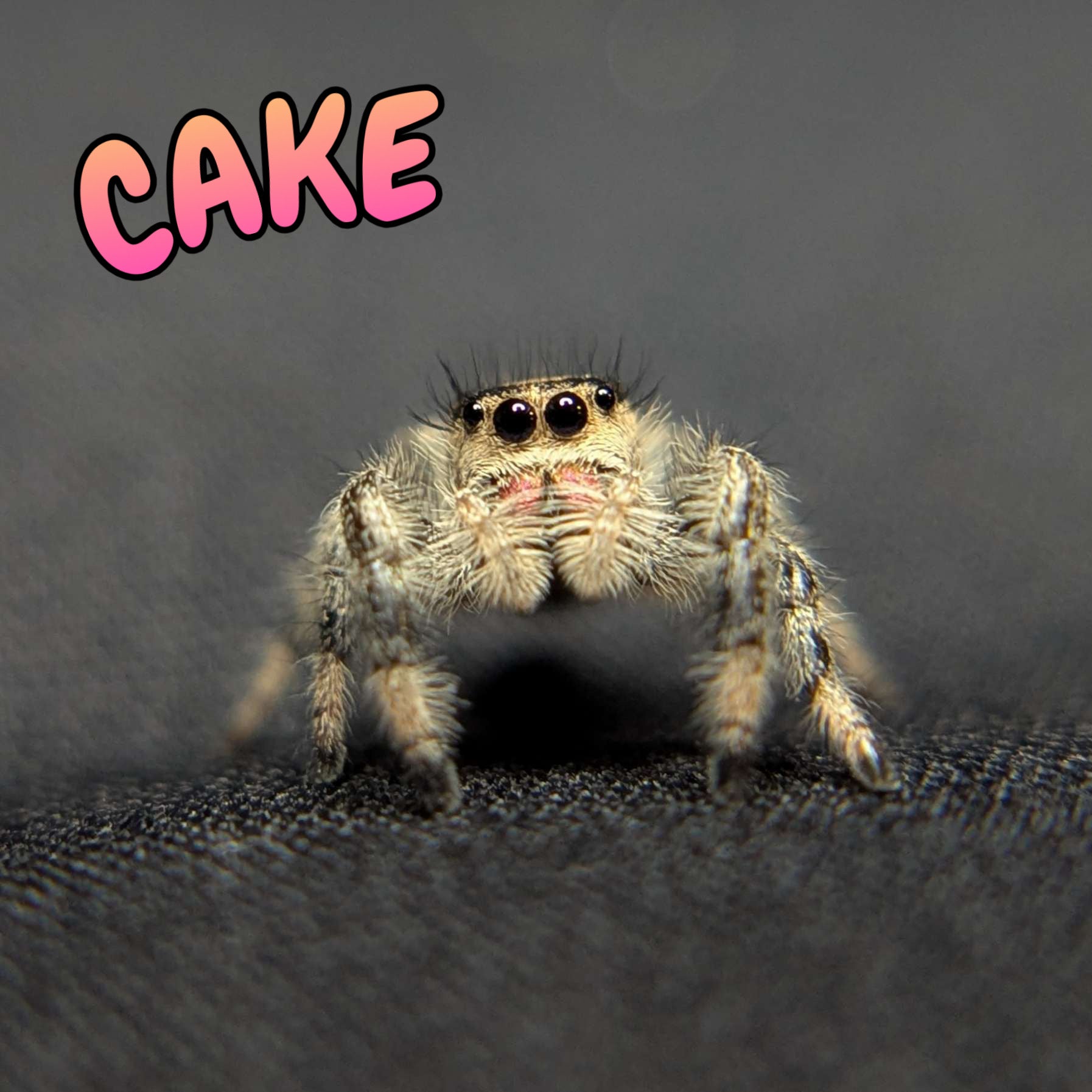 Regal Jumping Spider "Cake"