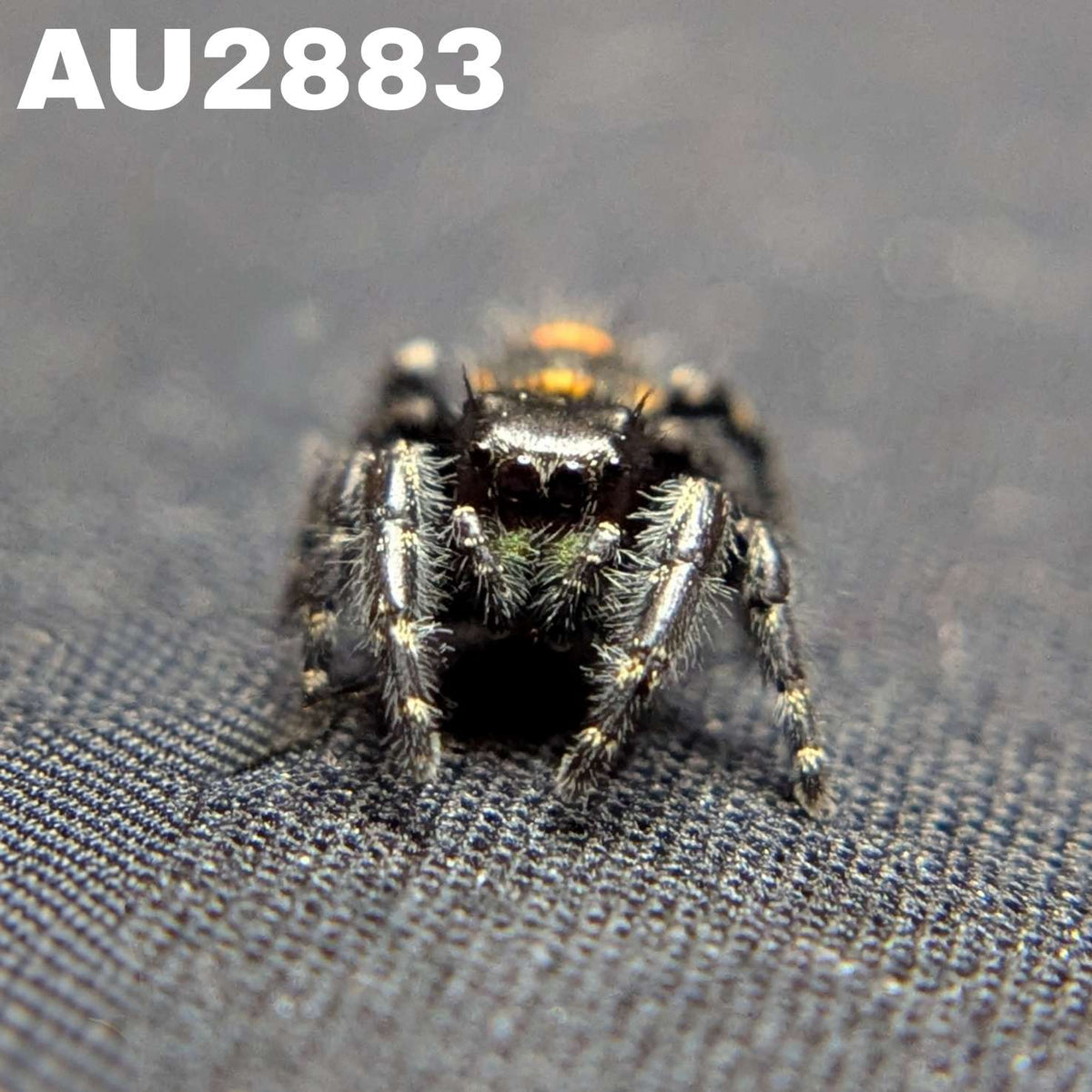 Audax Bryantae Jumping Spider "James"