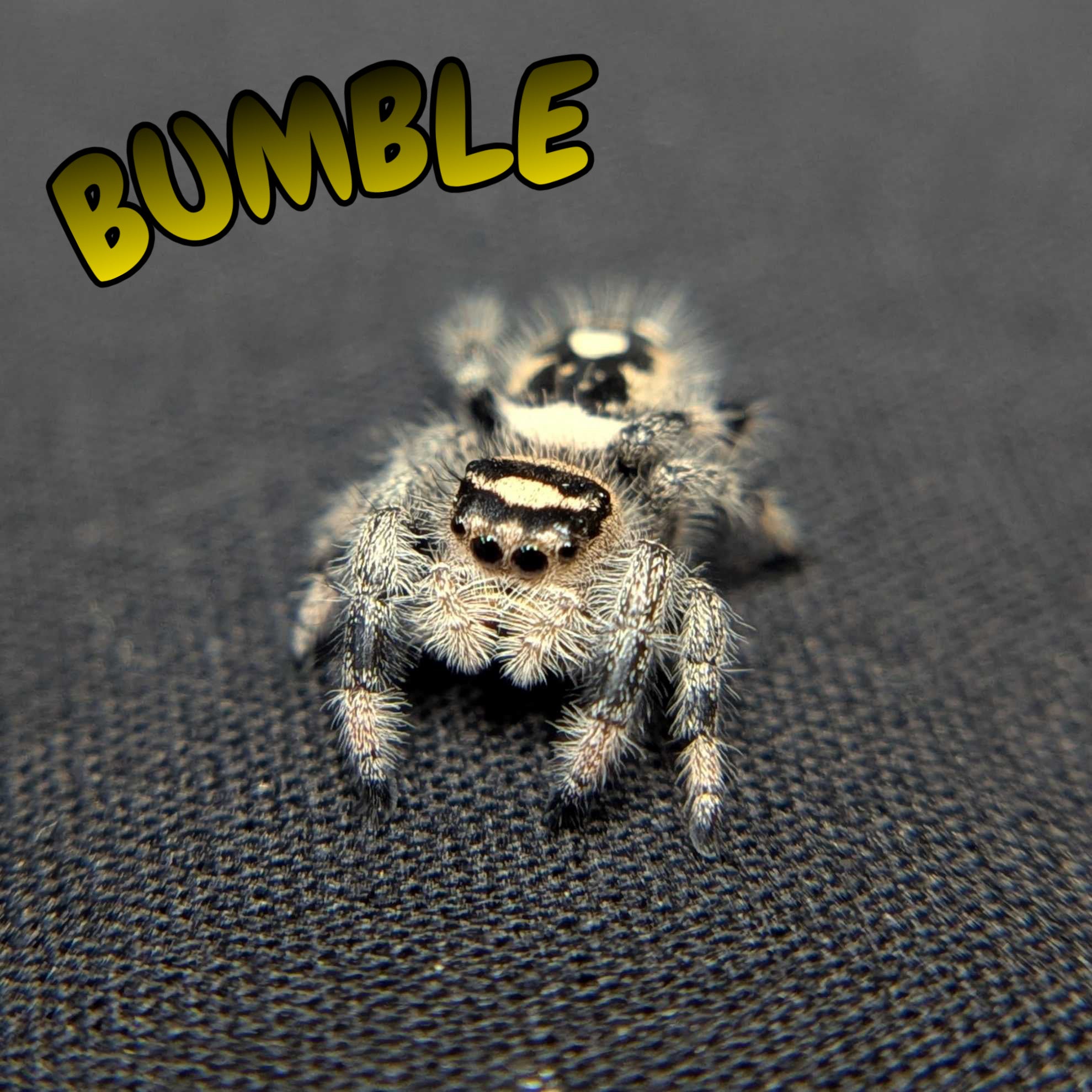 Regal Jumping Spider "Bumble"