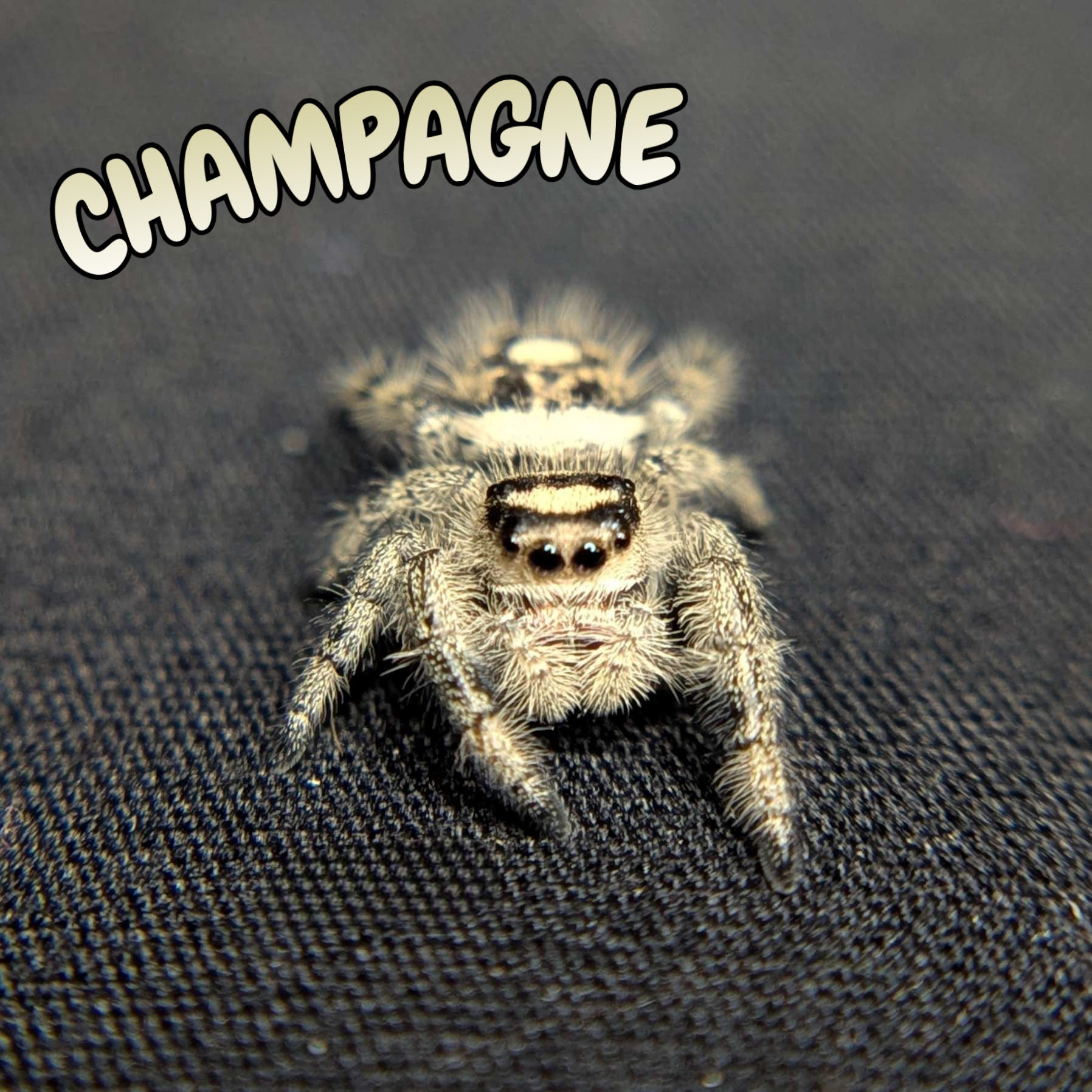 Regal Jumping Spider "Champagne"