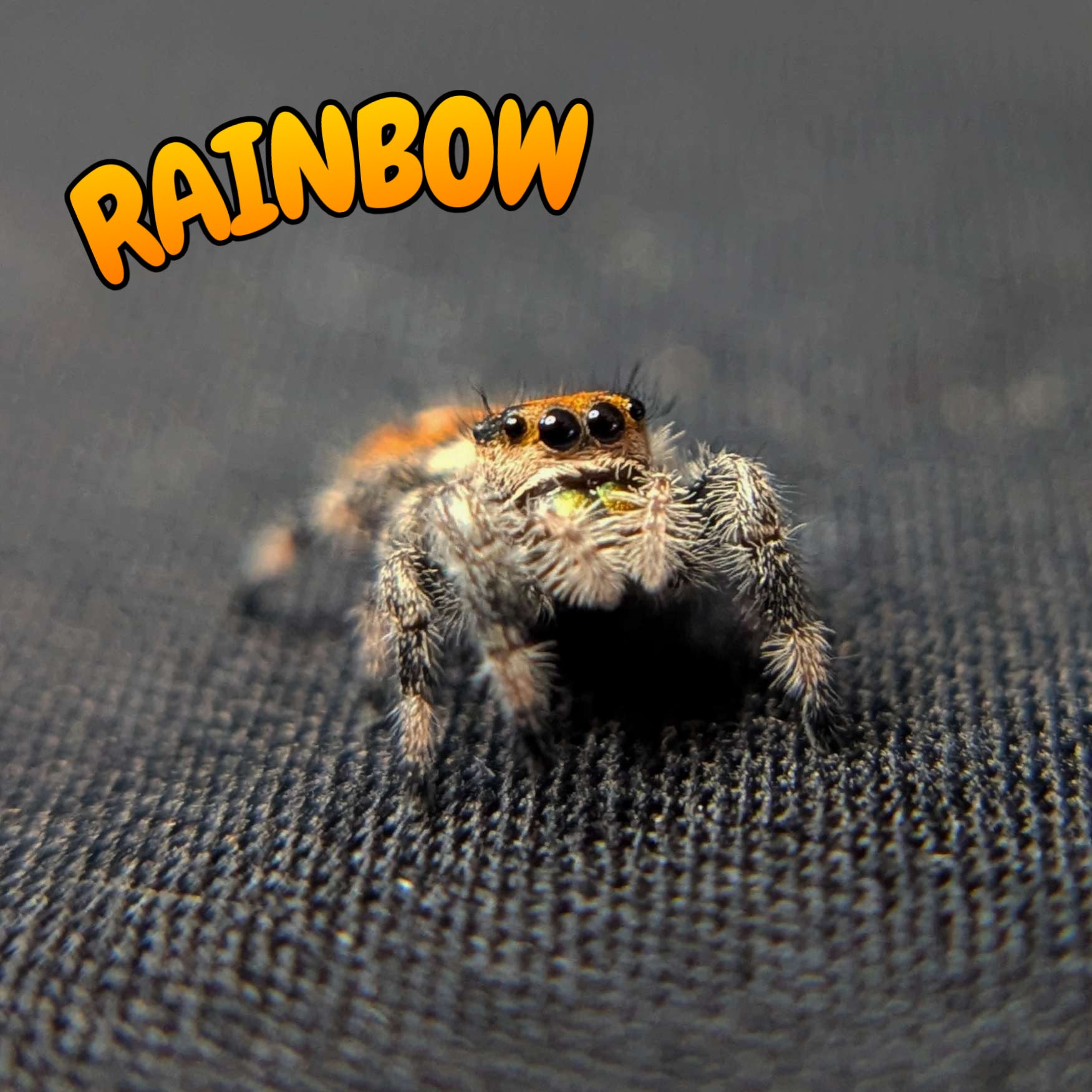 Regal Jumping Spider "Rainbow"