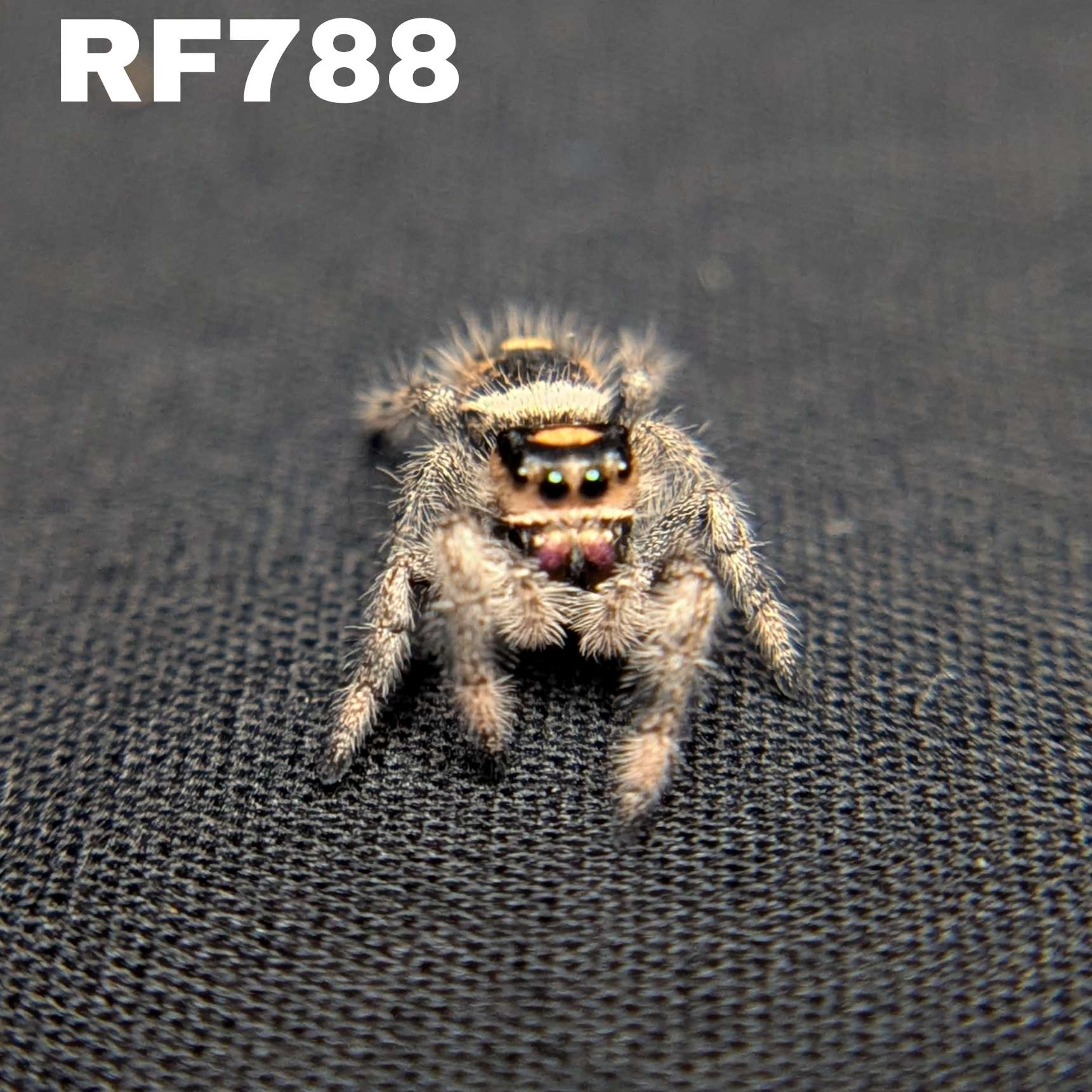Regal Jumping Spider "Nutmeg"