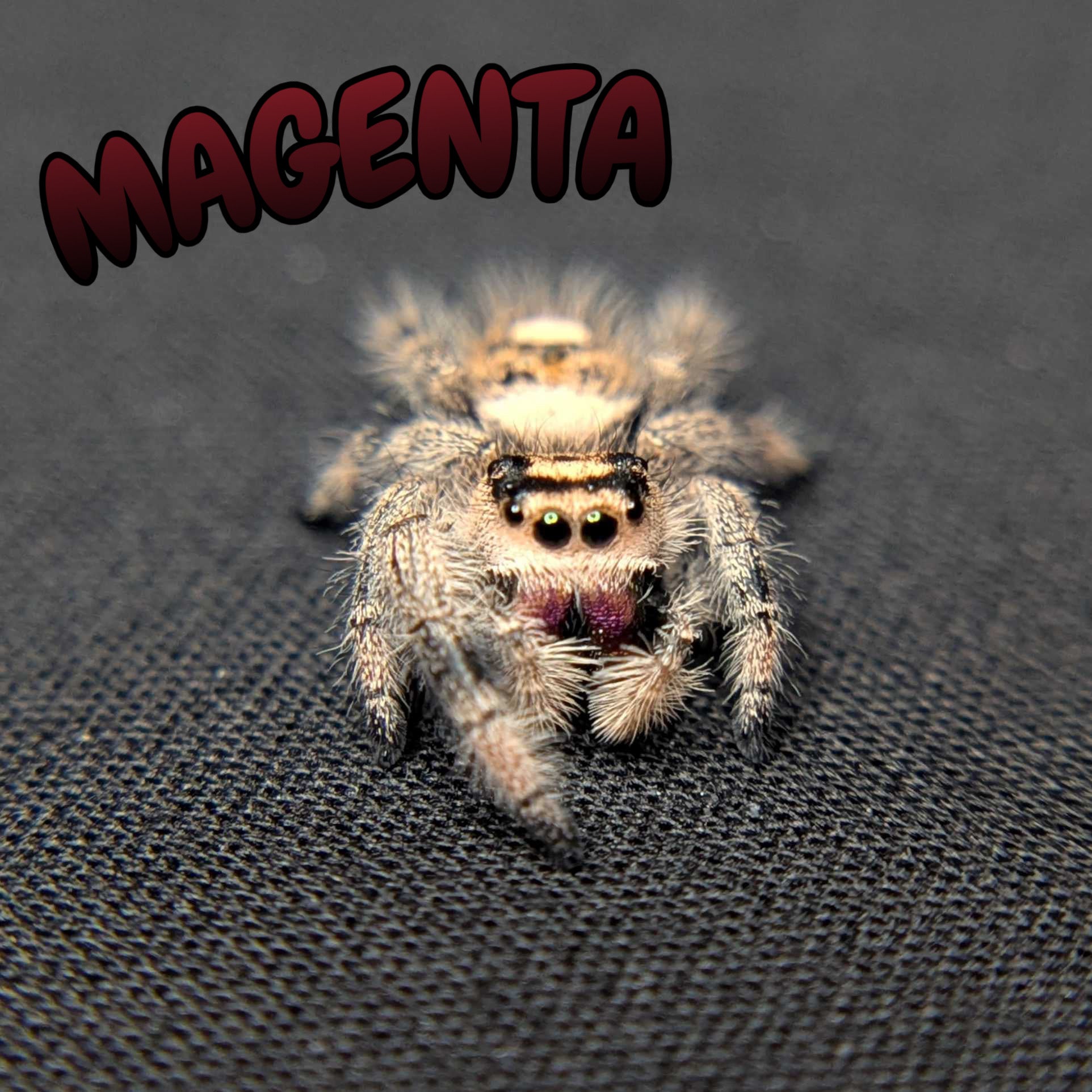 Regal Jumping Spider "Magenta"