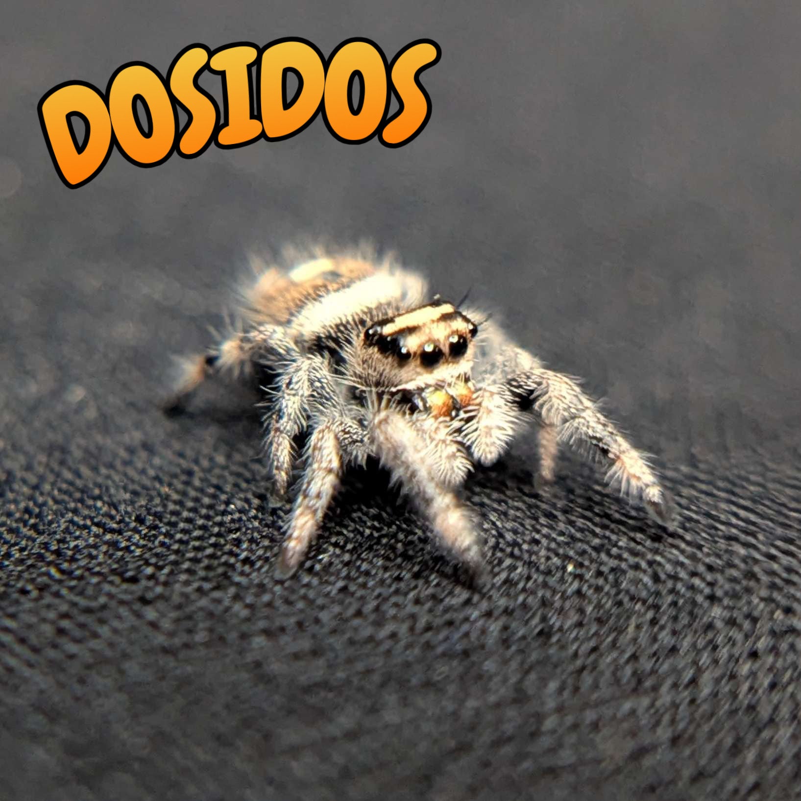 Regal Jumping Spider “Dosidos”