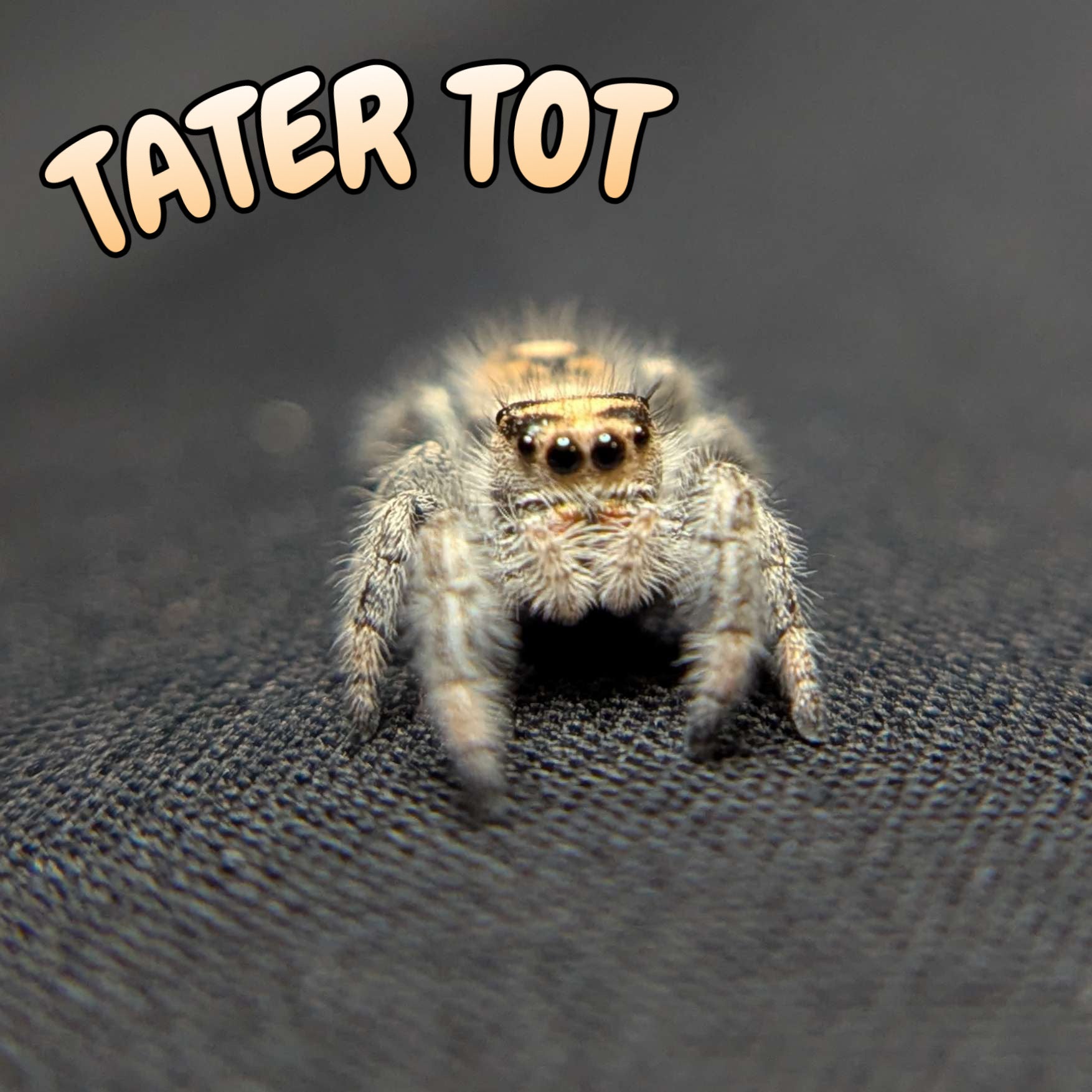Regal Jumping Spider “Tater Tot”