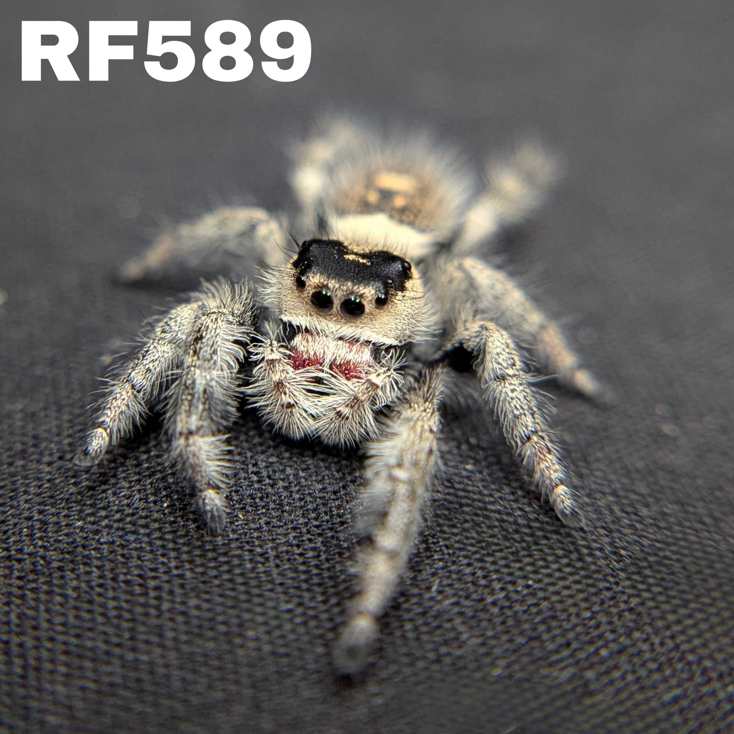 Regal Jumping Spider "Cherry"