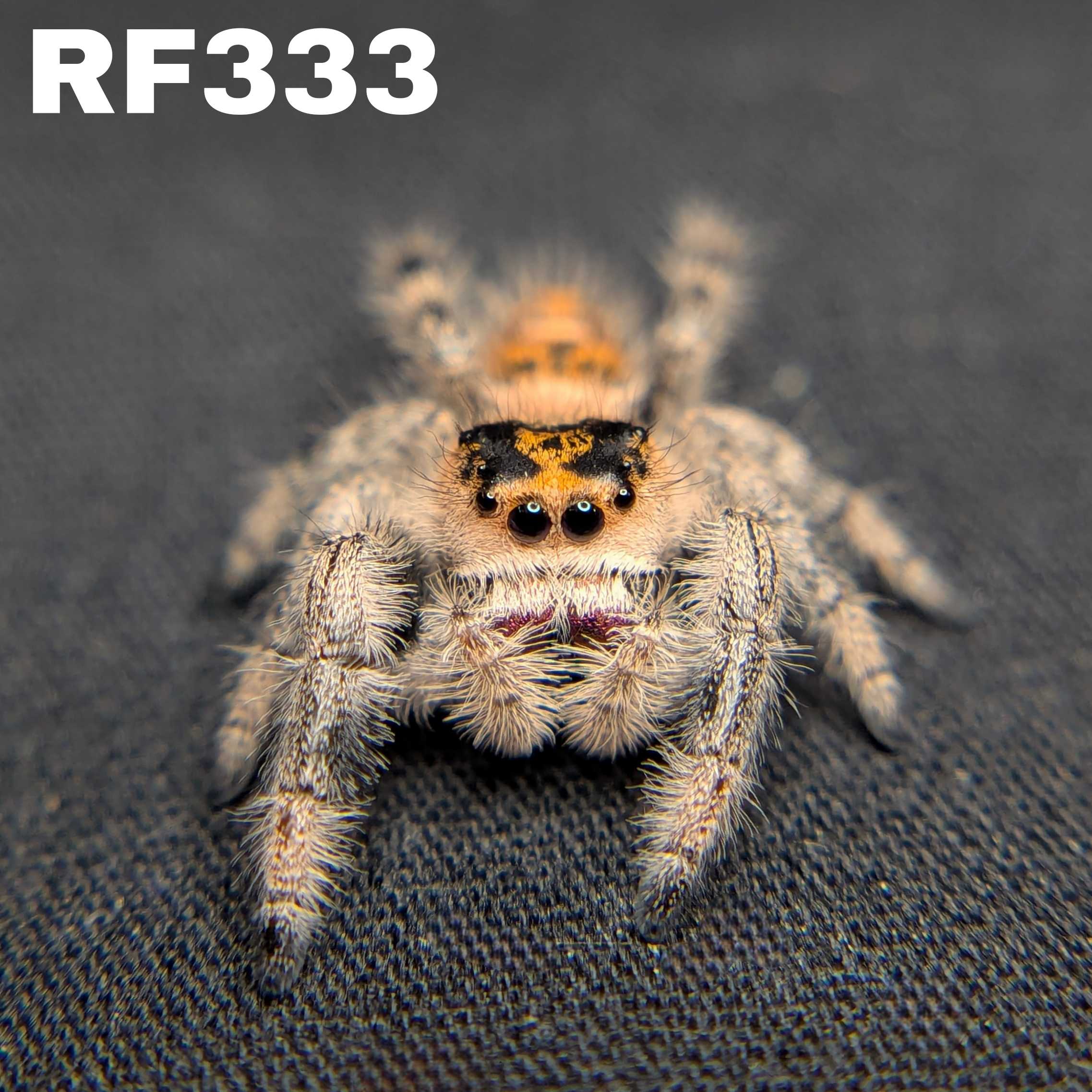 Regal Jumping Spider "Raisin"