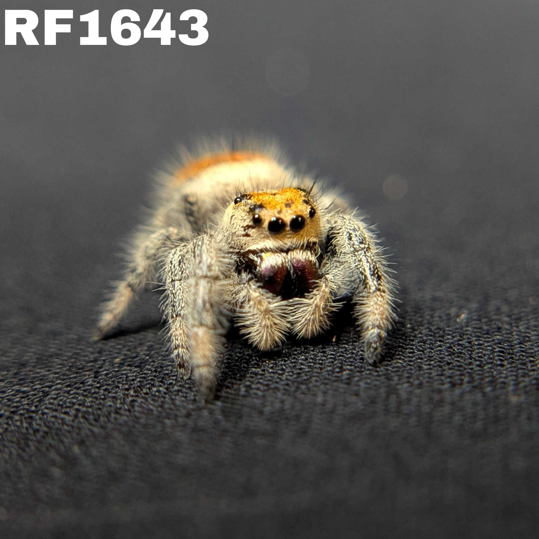 Regal Jumping Spider “Poppy”