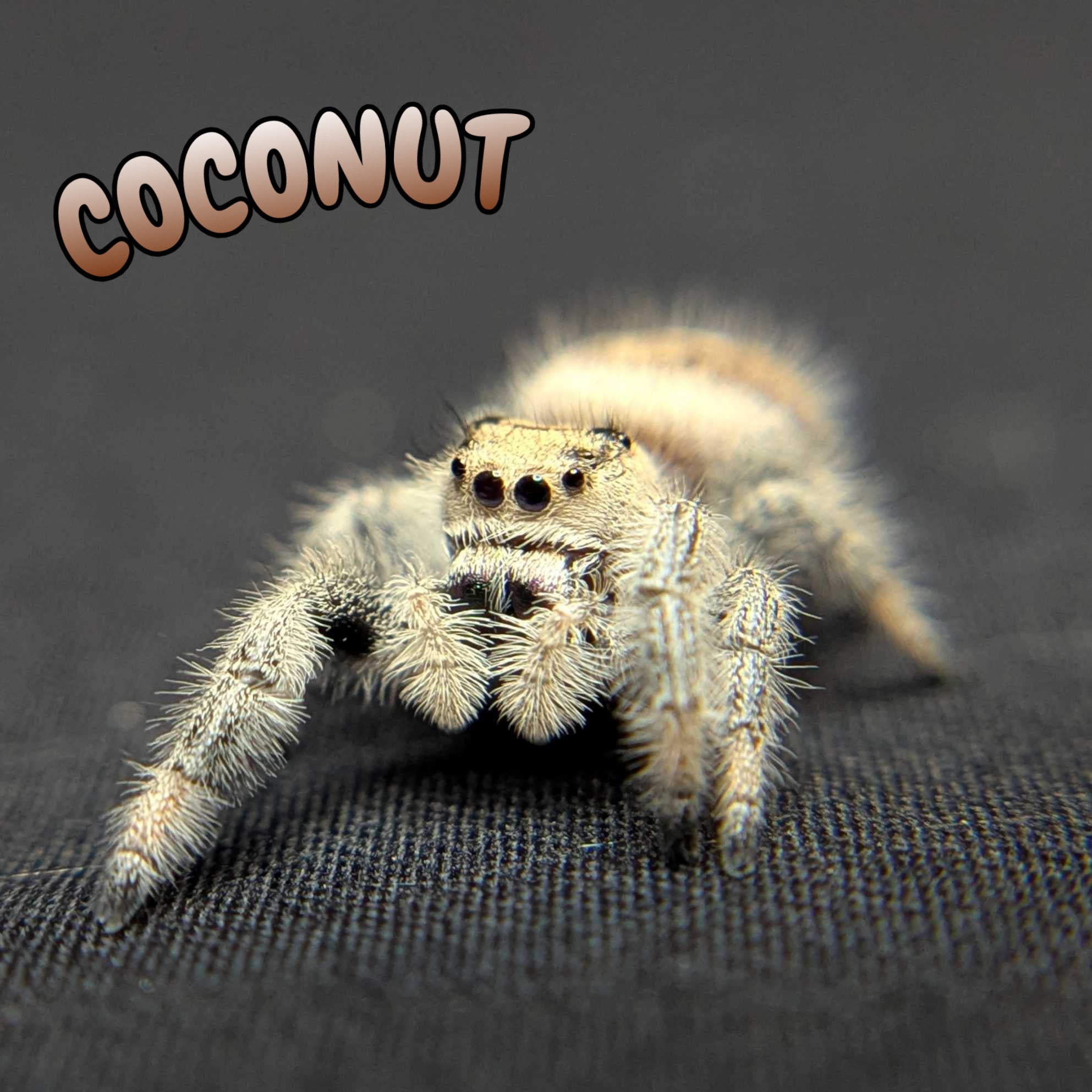Regal Jumping Spider "Coconut"