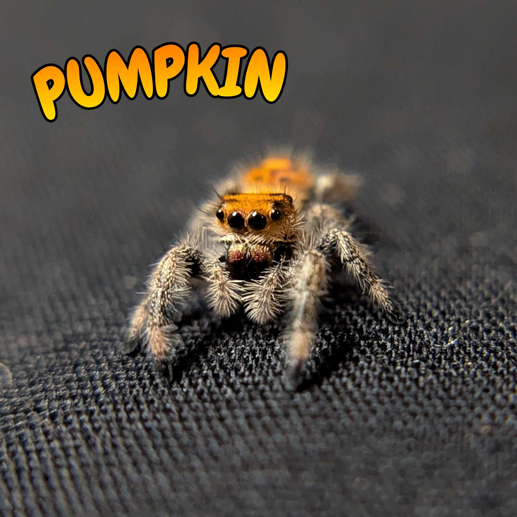 Regal Jumping Spider "Pumpkin"