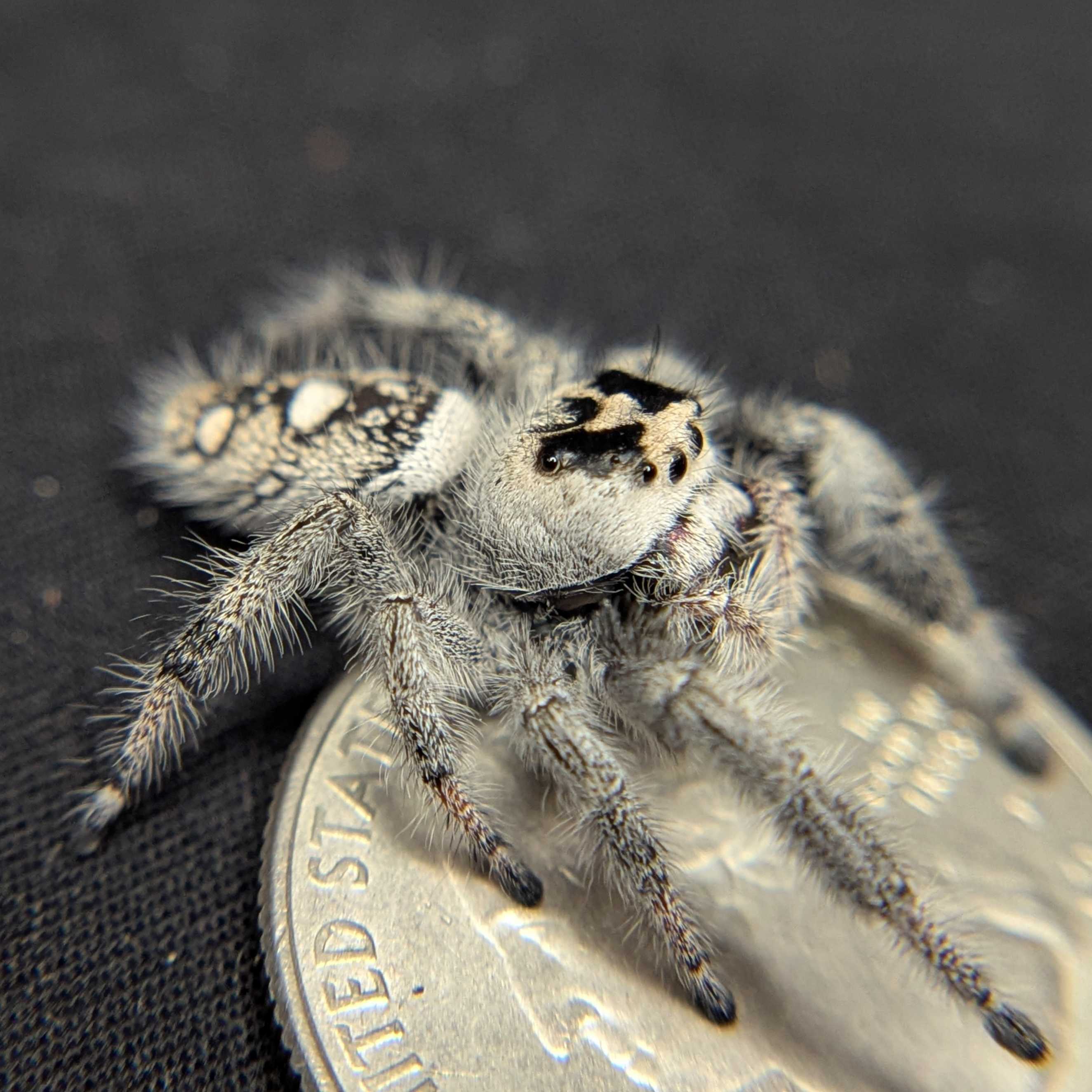 Regal Jumping Spider “Cereal Milk”