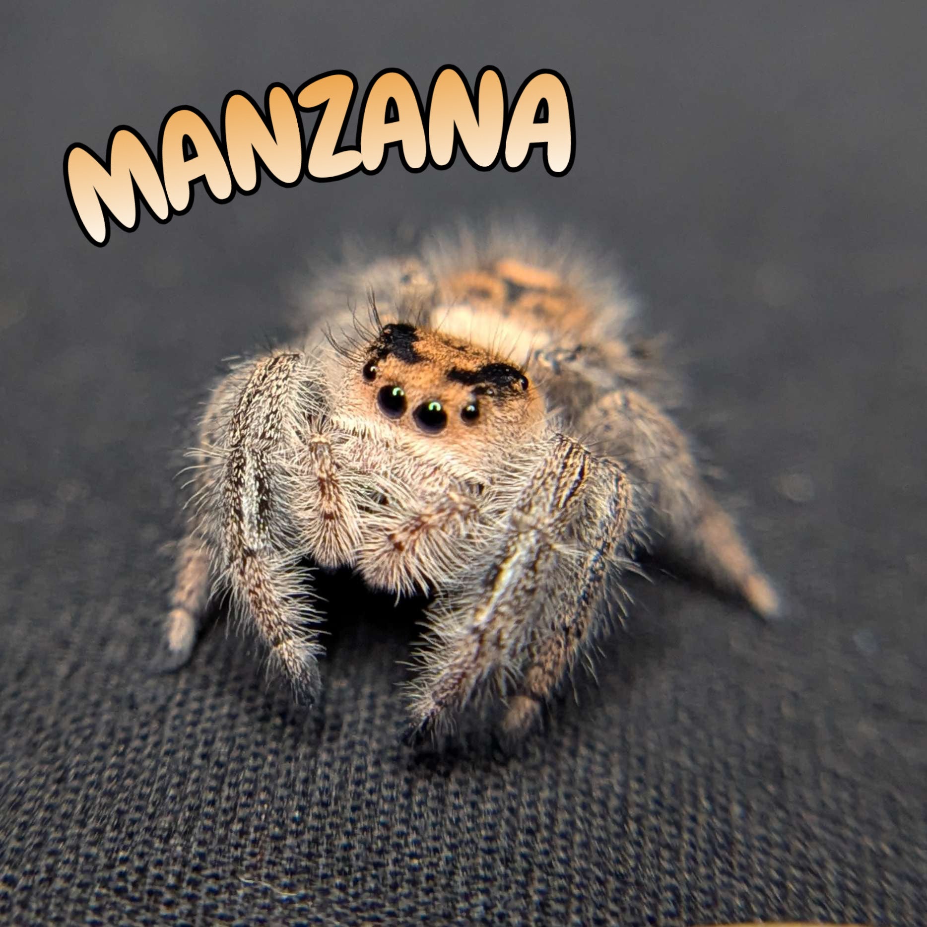 Regal Jumping Spider "Manzana"