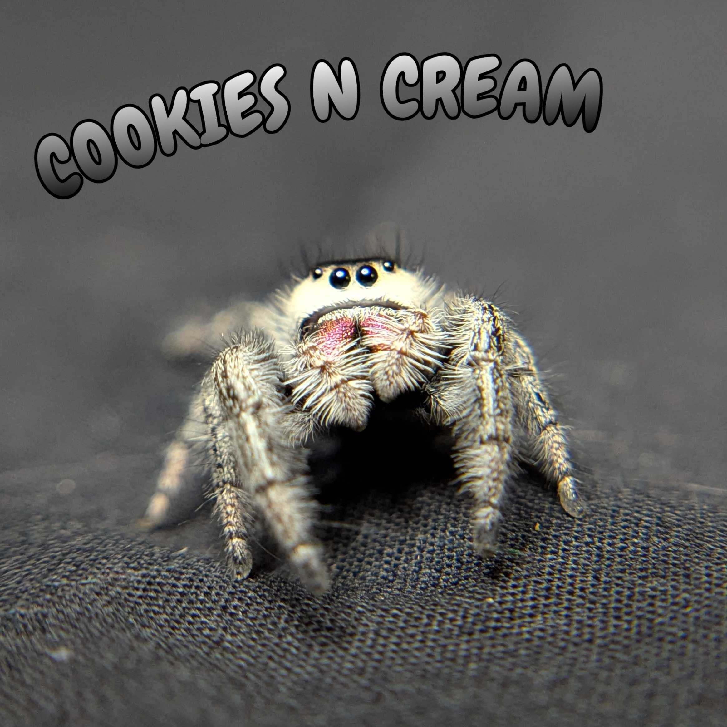 Regal Jumping Spider "Cookies n Cream"