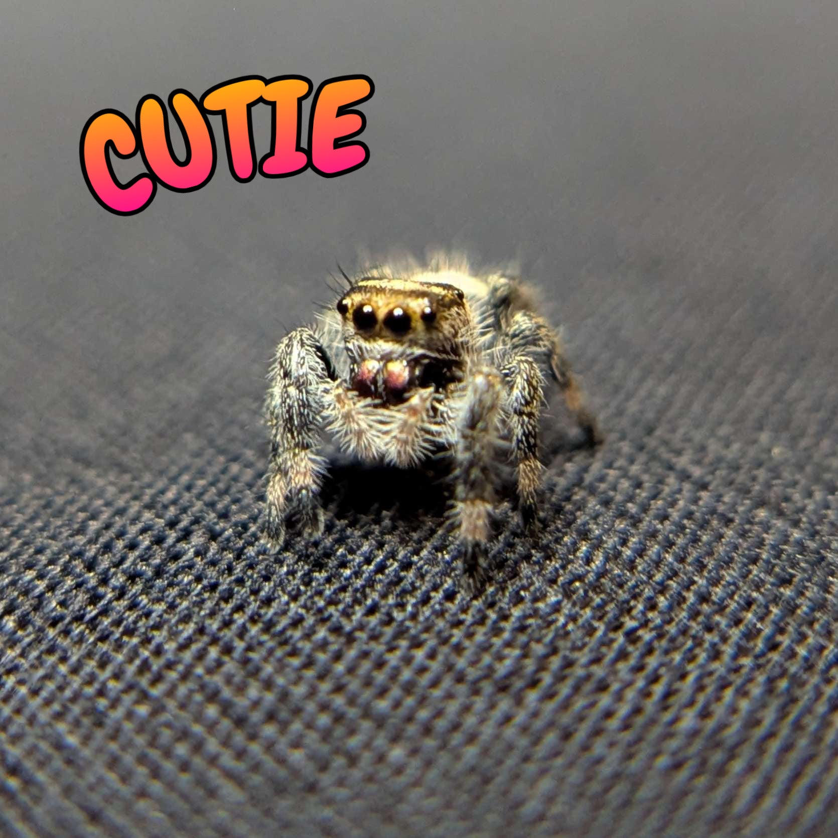 Regal Jumping Spider "Cutie"