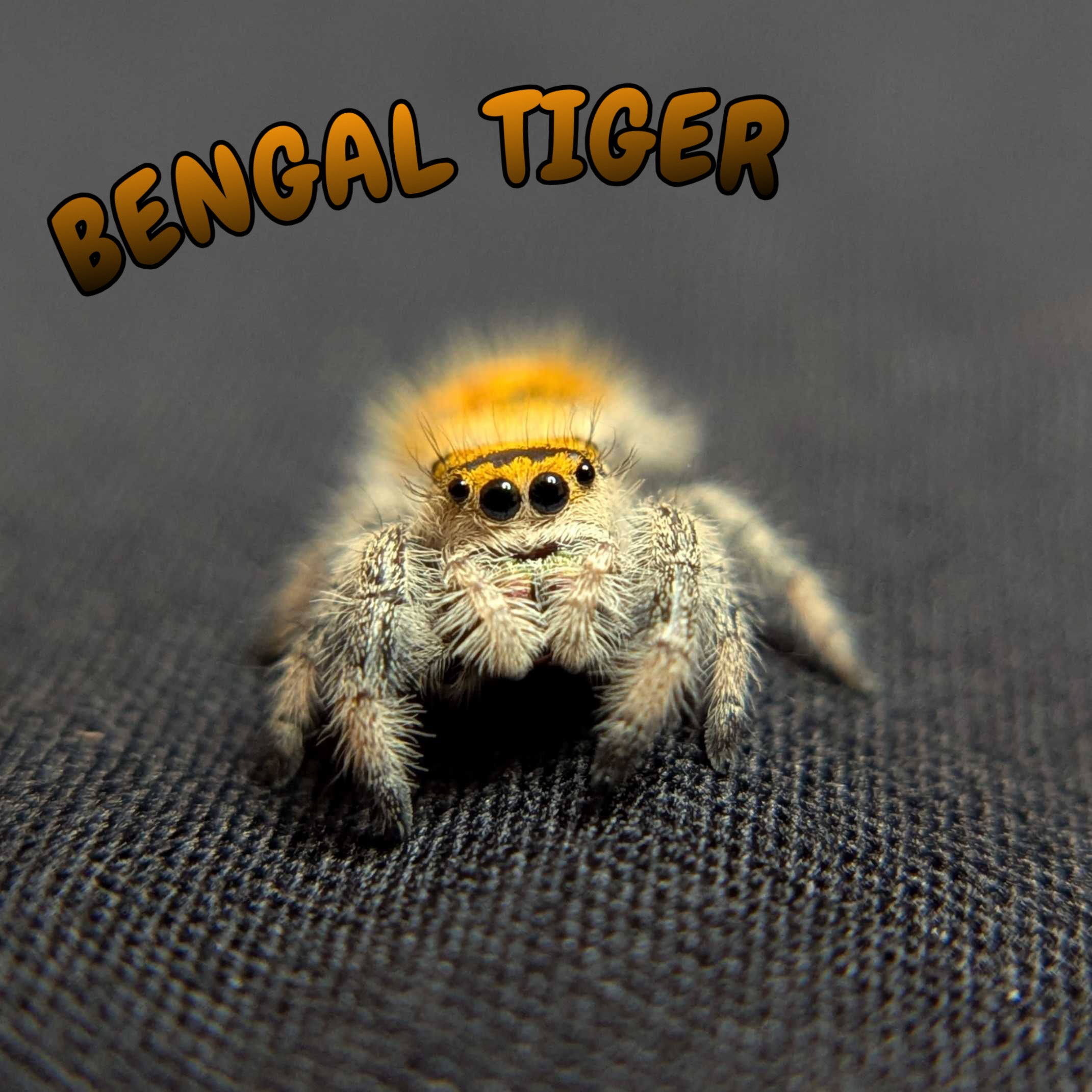 Regal Jumping Spider "Bengal Tiger"