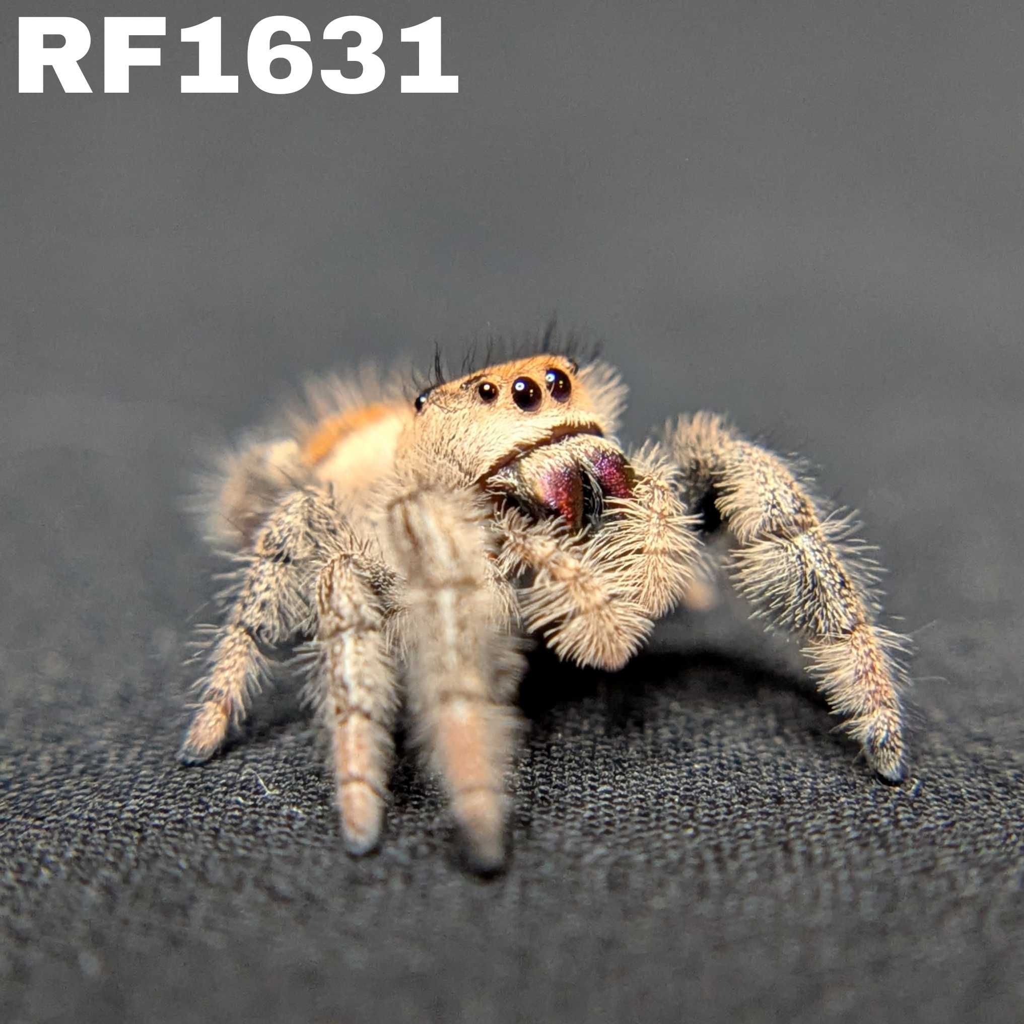 Regal Jumping Spider "Ursula"