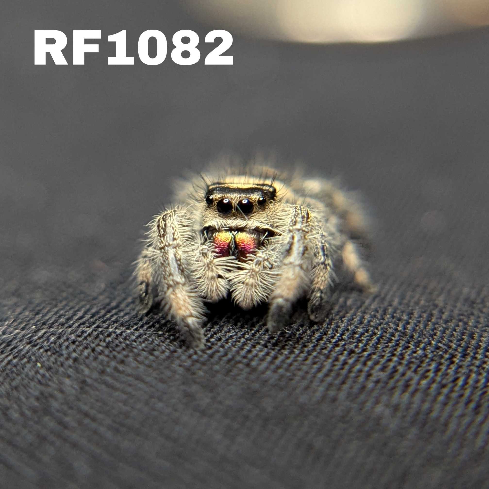 Regal Jumping Spider "Cranberry"