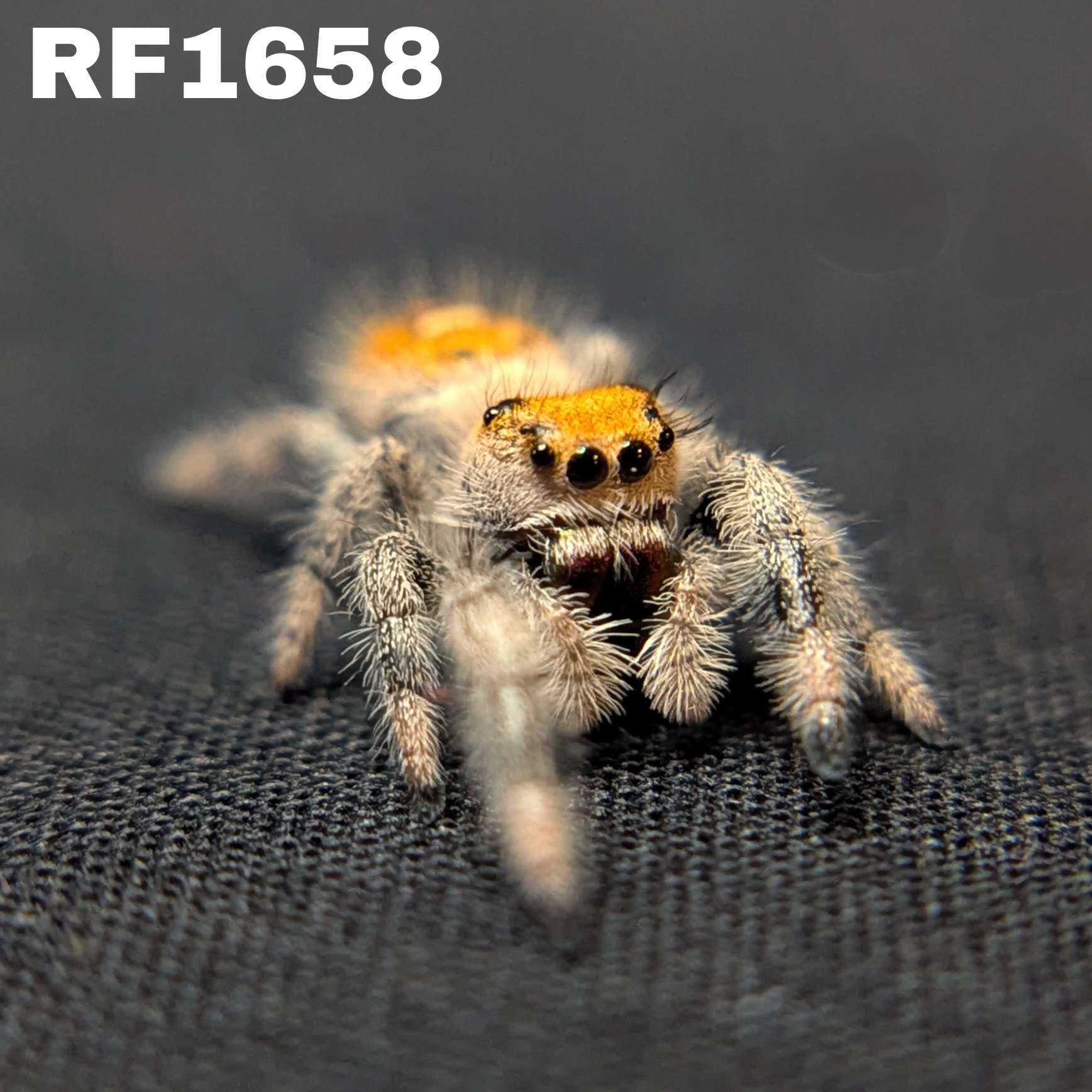 Regal Jumping Spider "Magenta"