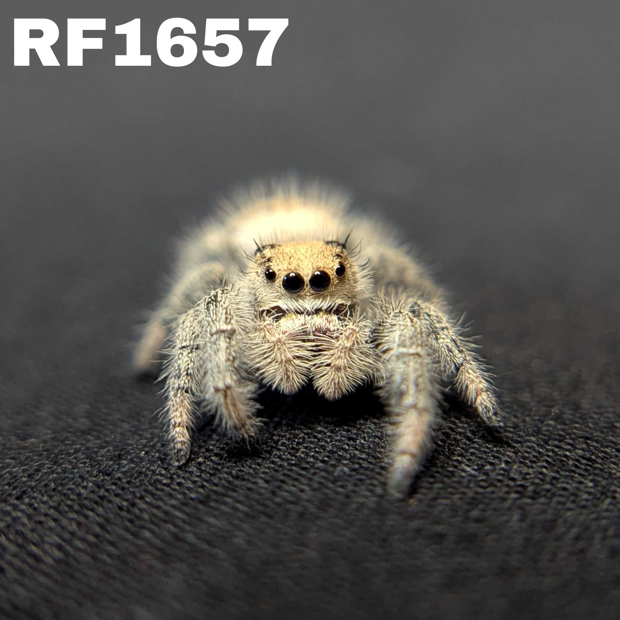 Regal Jumping Spider "Snowball"