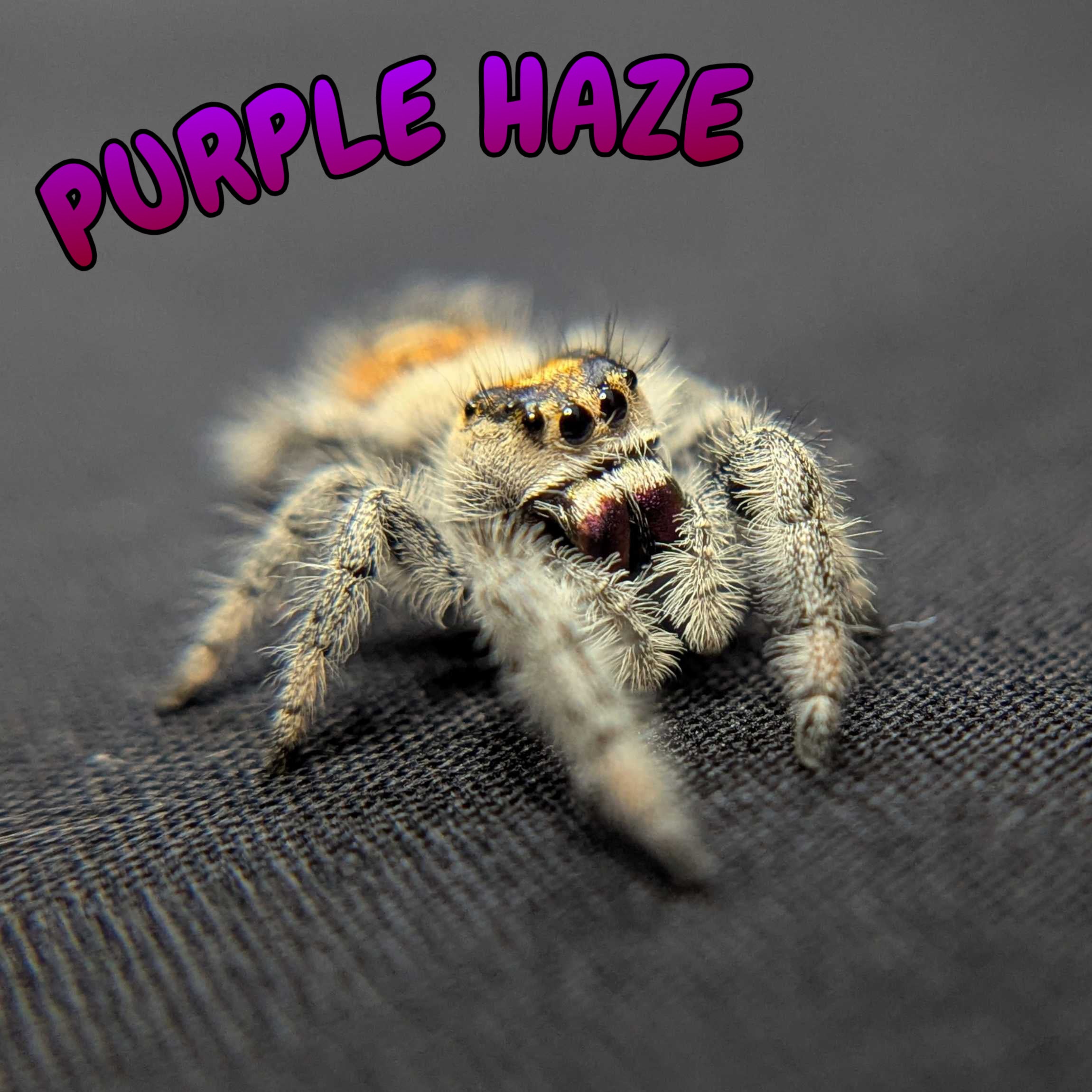 Regal Jumping Spider "Purple Haze"