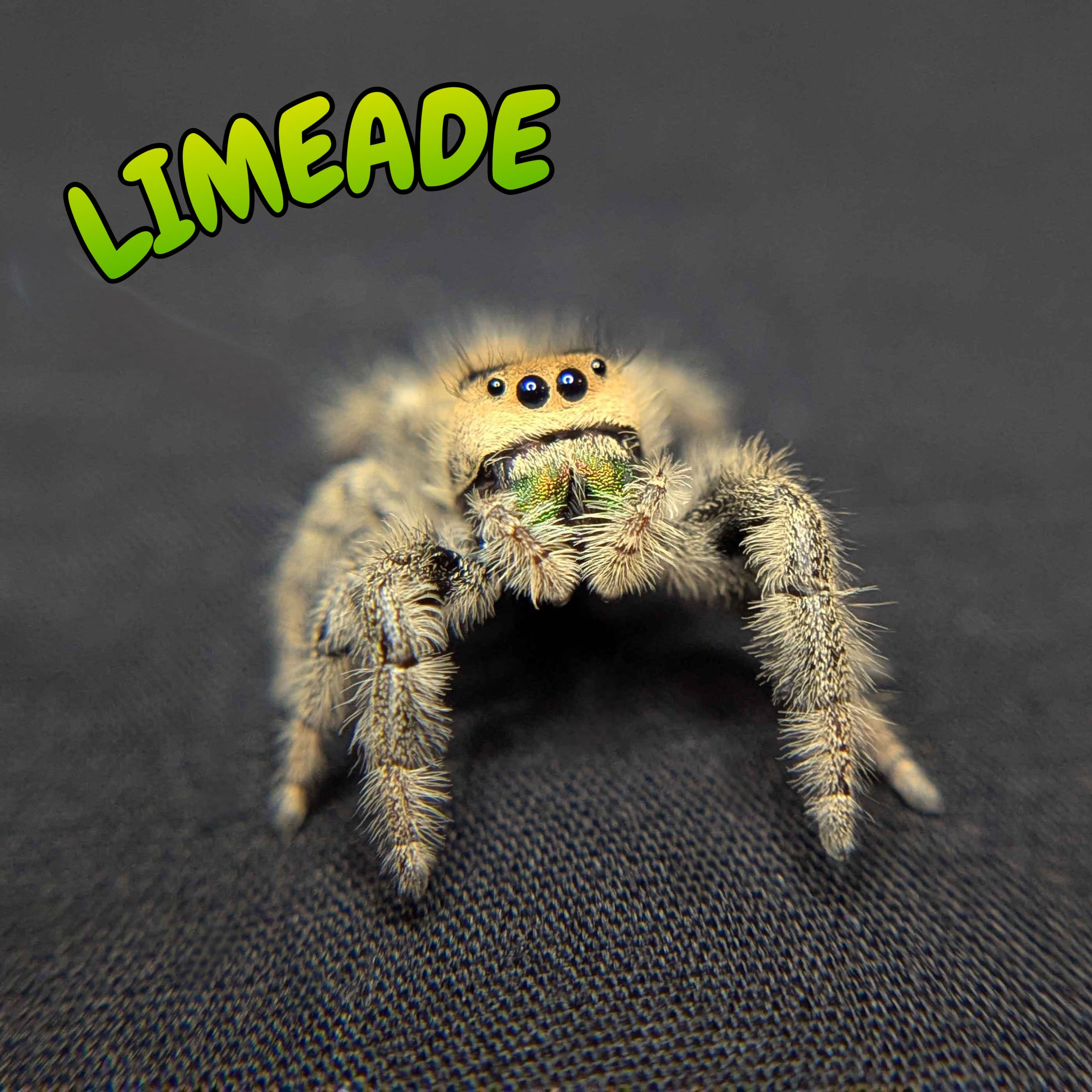 Female Regal Jumping Spider "Limeade"