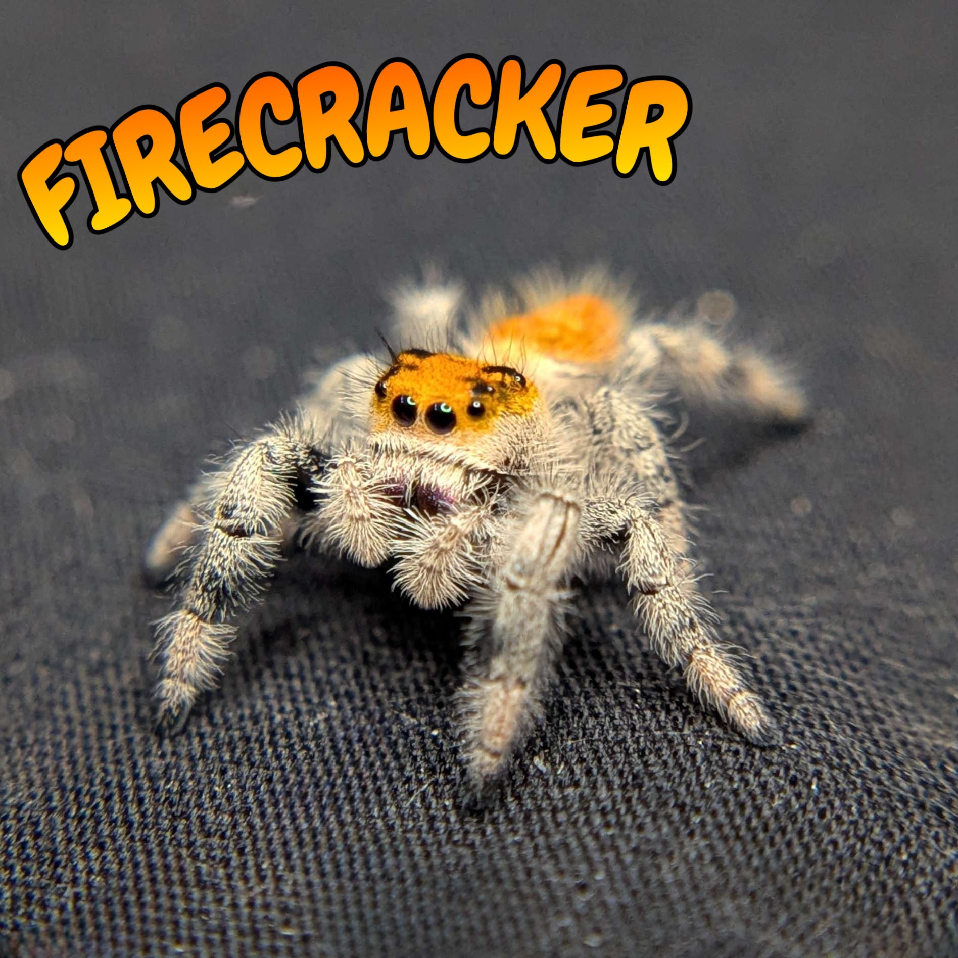 Regal Jumping Spider "Firecracker"