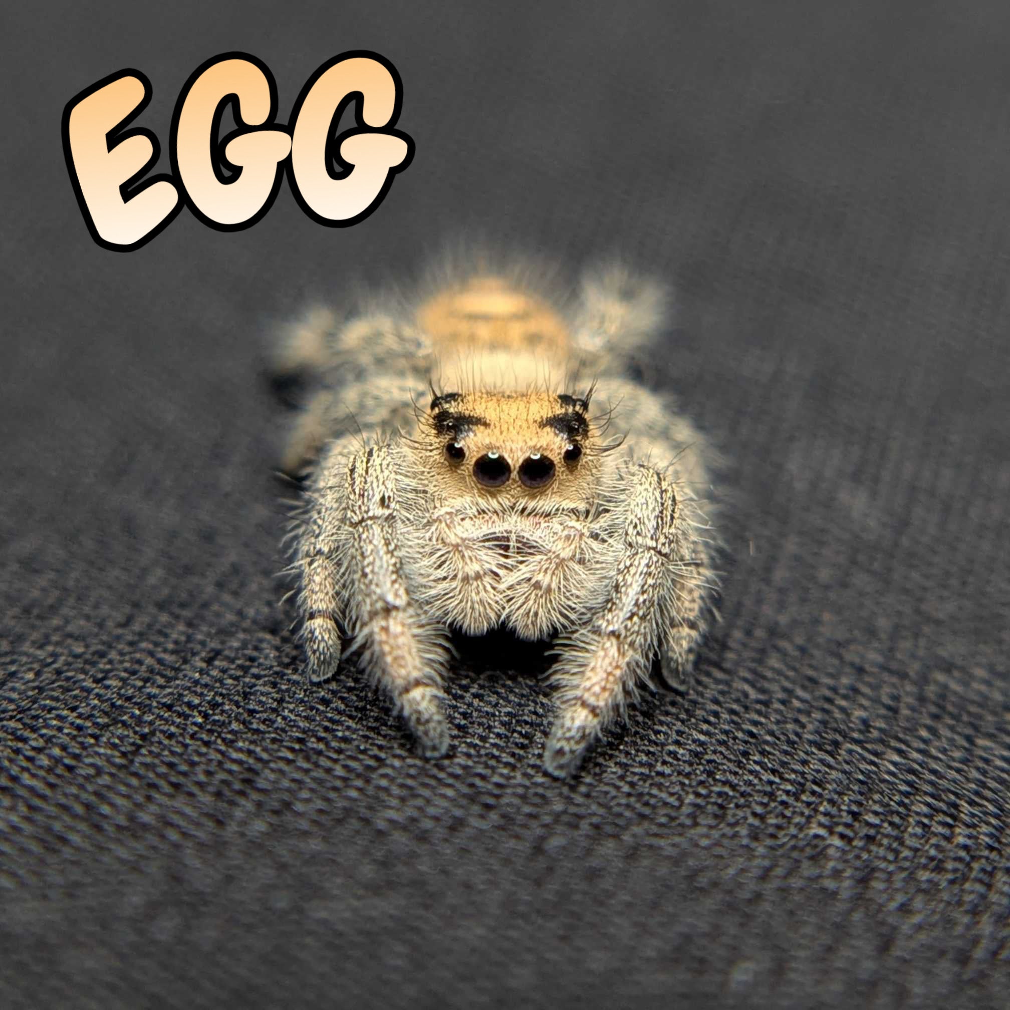 Regal Jumping Spider "Egg"
